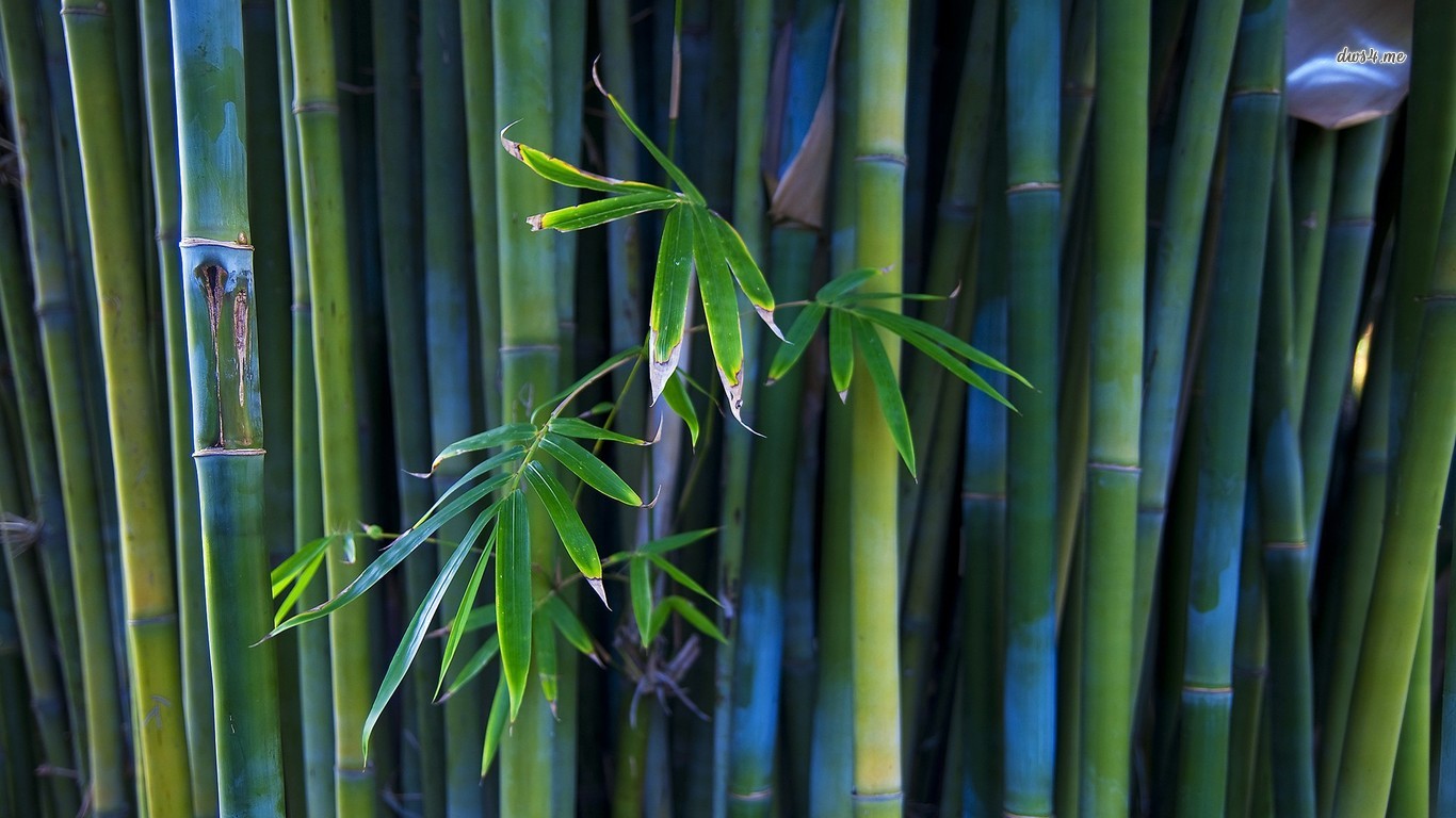 無料モバイル壁紙地球, 竹をダウンロードします。