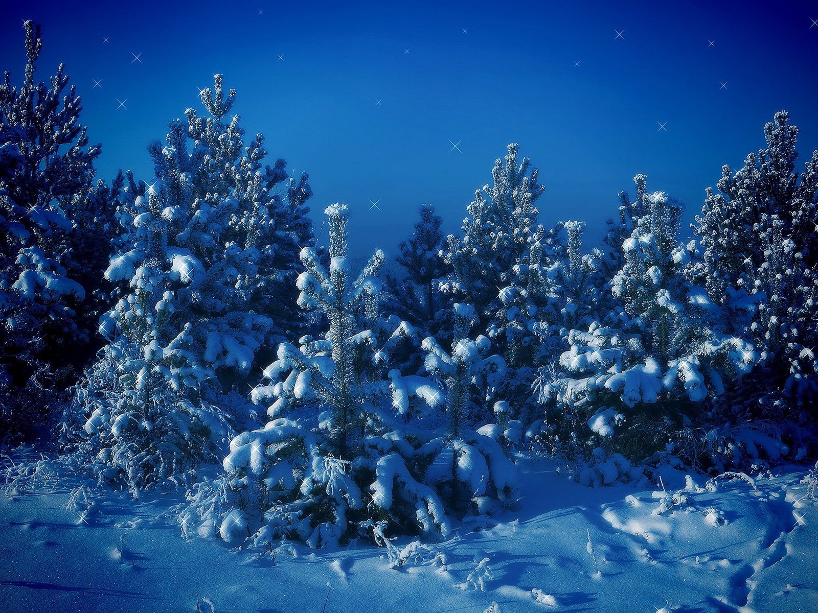 Download mobile wallpaper Winter, Snow, Forest, Tree, Earth, Pine Tree for free.