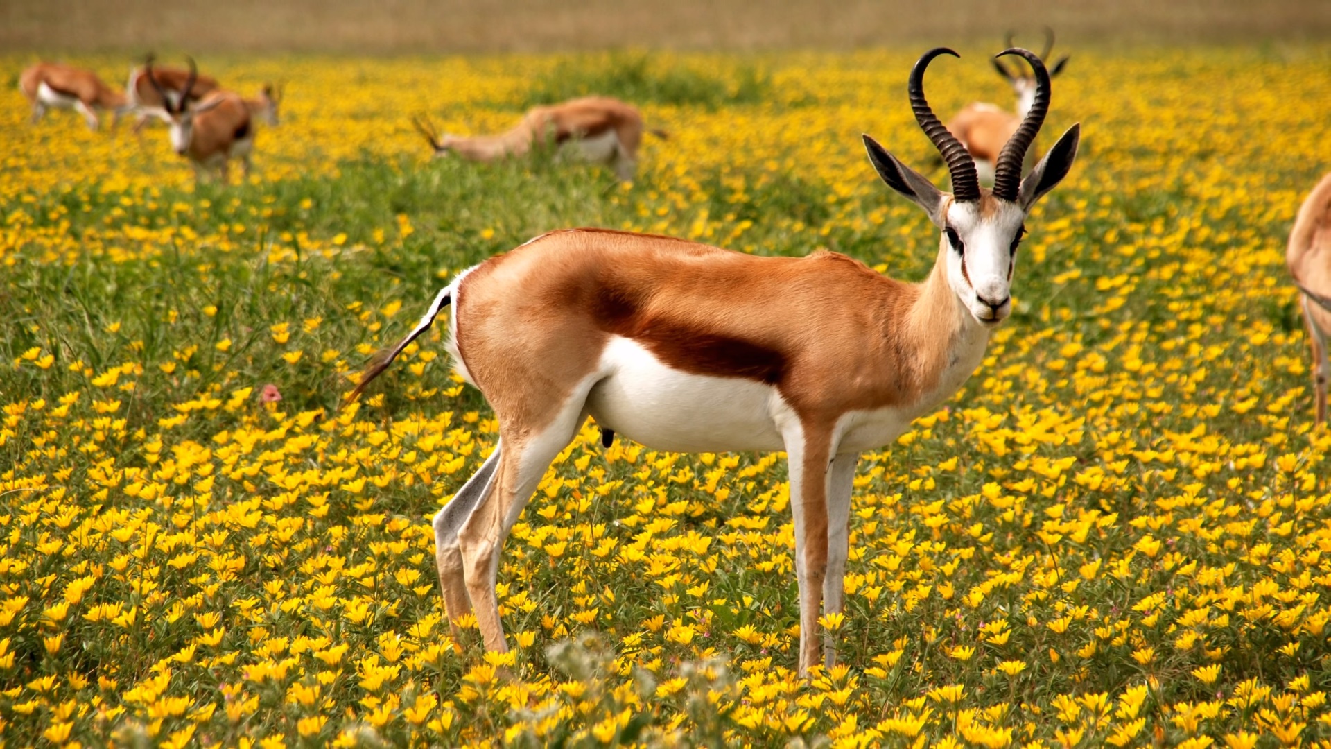 Download mobile wallpaper Flower, Animal, Antelope, Springbok for free.