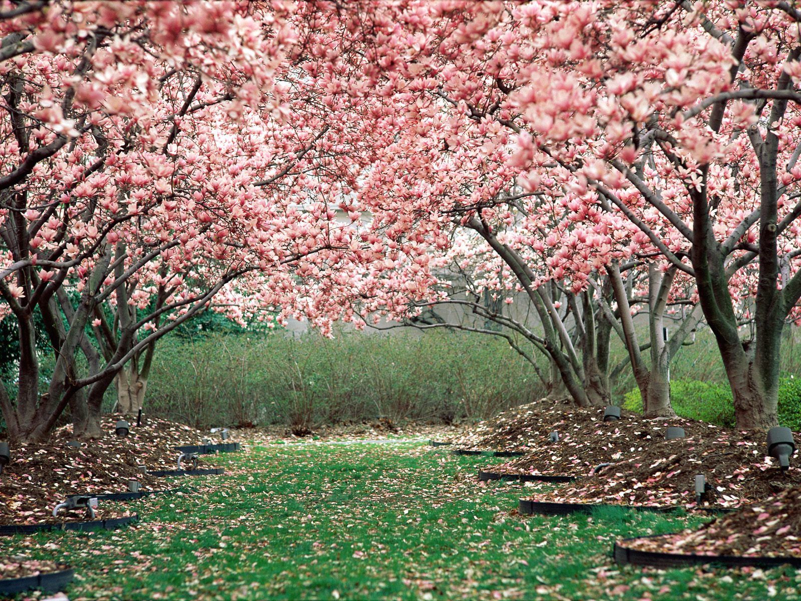 garden, spring, nature, flowering, trees, pink, bloom HD wallpaper