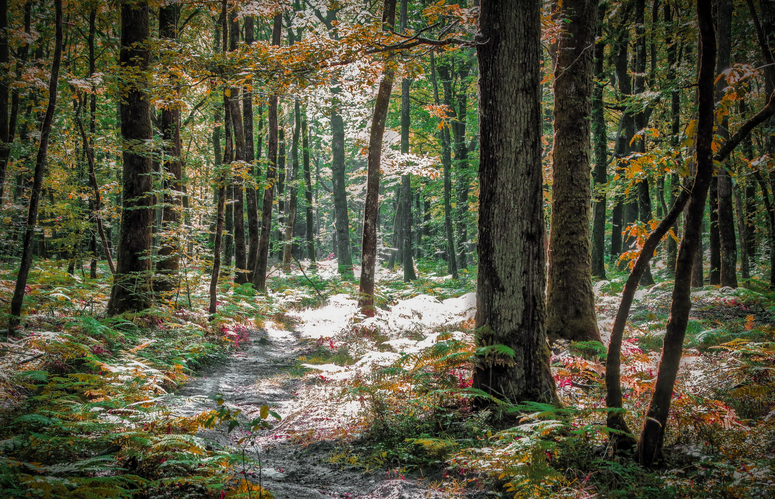 Descarga gratis la imagen Naturaleza, Camino, Bosque, Árbol, Tierra/naturaleza en el escritorio de tu PC