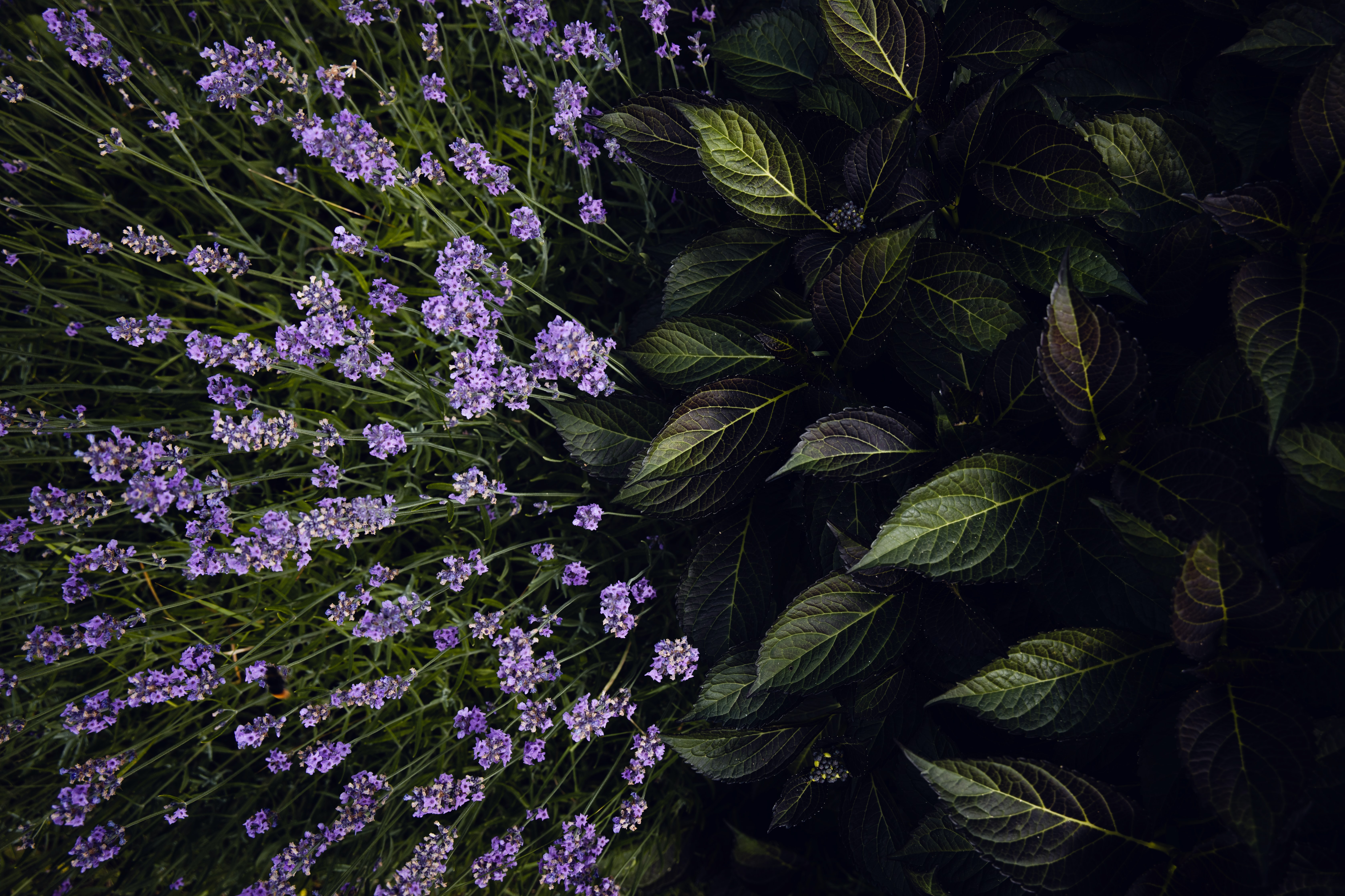 Free download wallpaper Flowering, Flowers, Leaves, Bloom, Lavender on your PC desktop