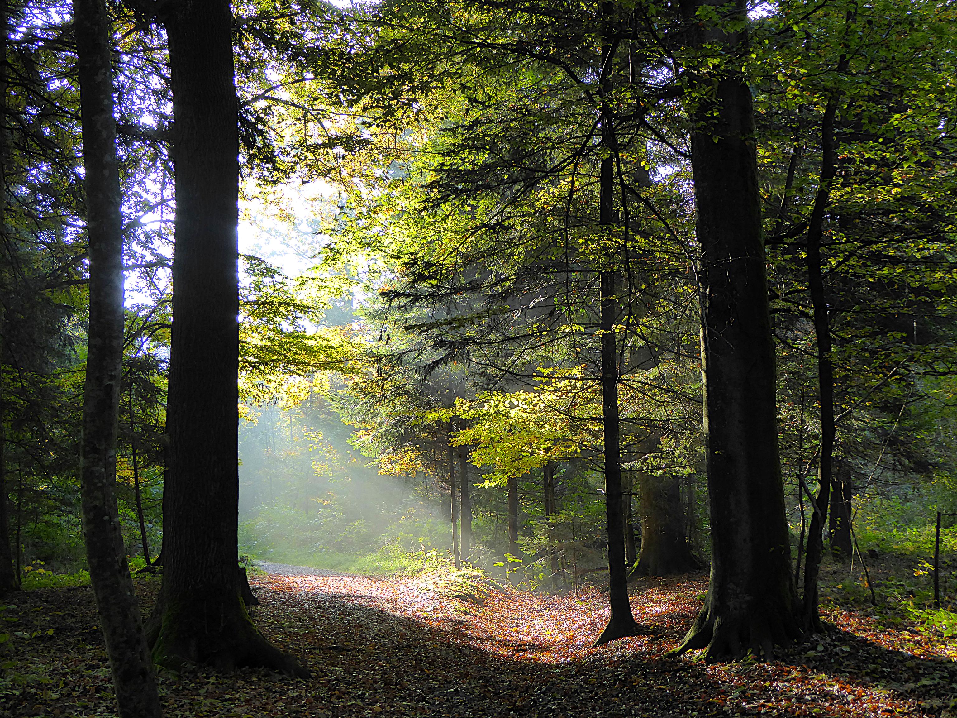 Download mobile wallpaper Beams, Trees, Autumn, Rays, Forest, Foliage, Nature for free.