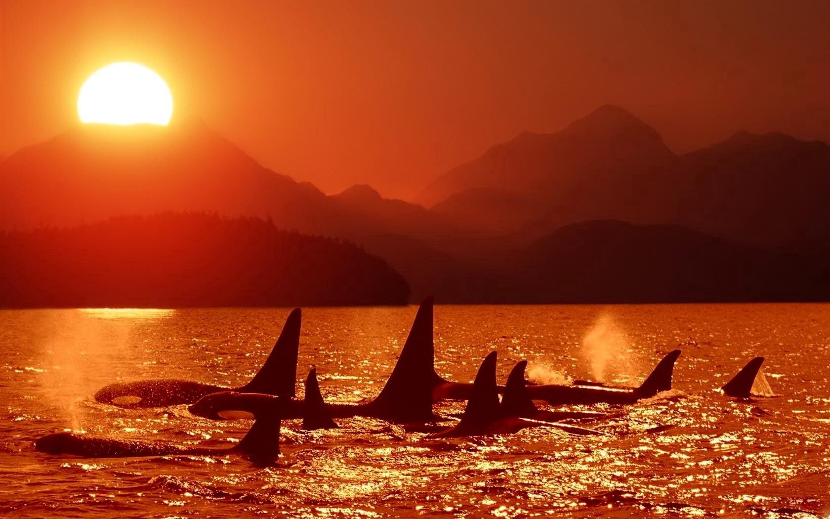 animals, sunset, sky, dolfins, sea, killer whales