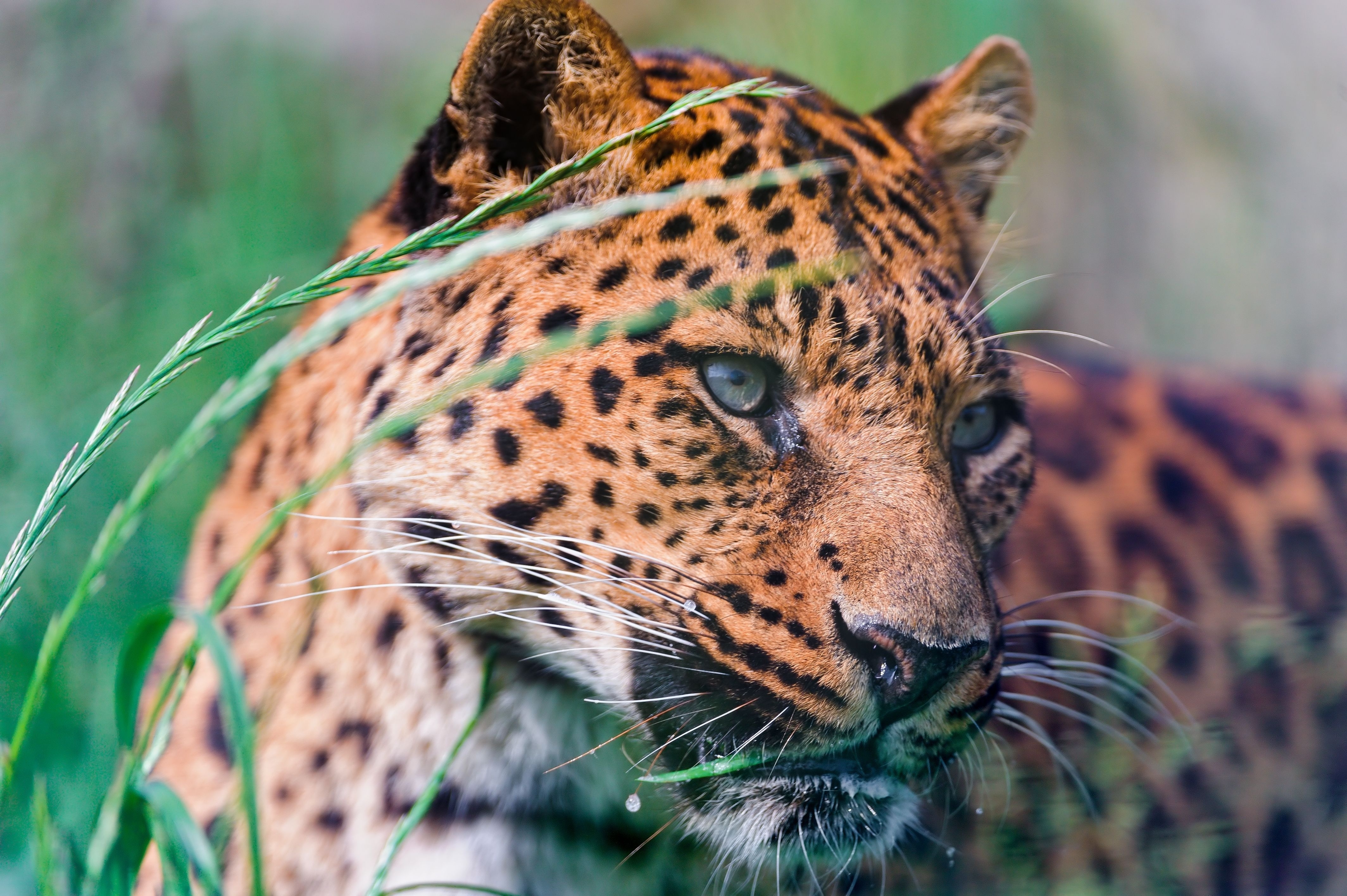 animals, grass, leopard, to lie down, lie, spotted, spotty, big cat Full HD