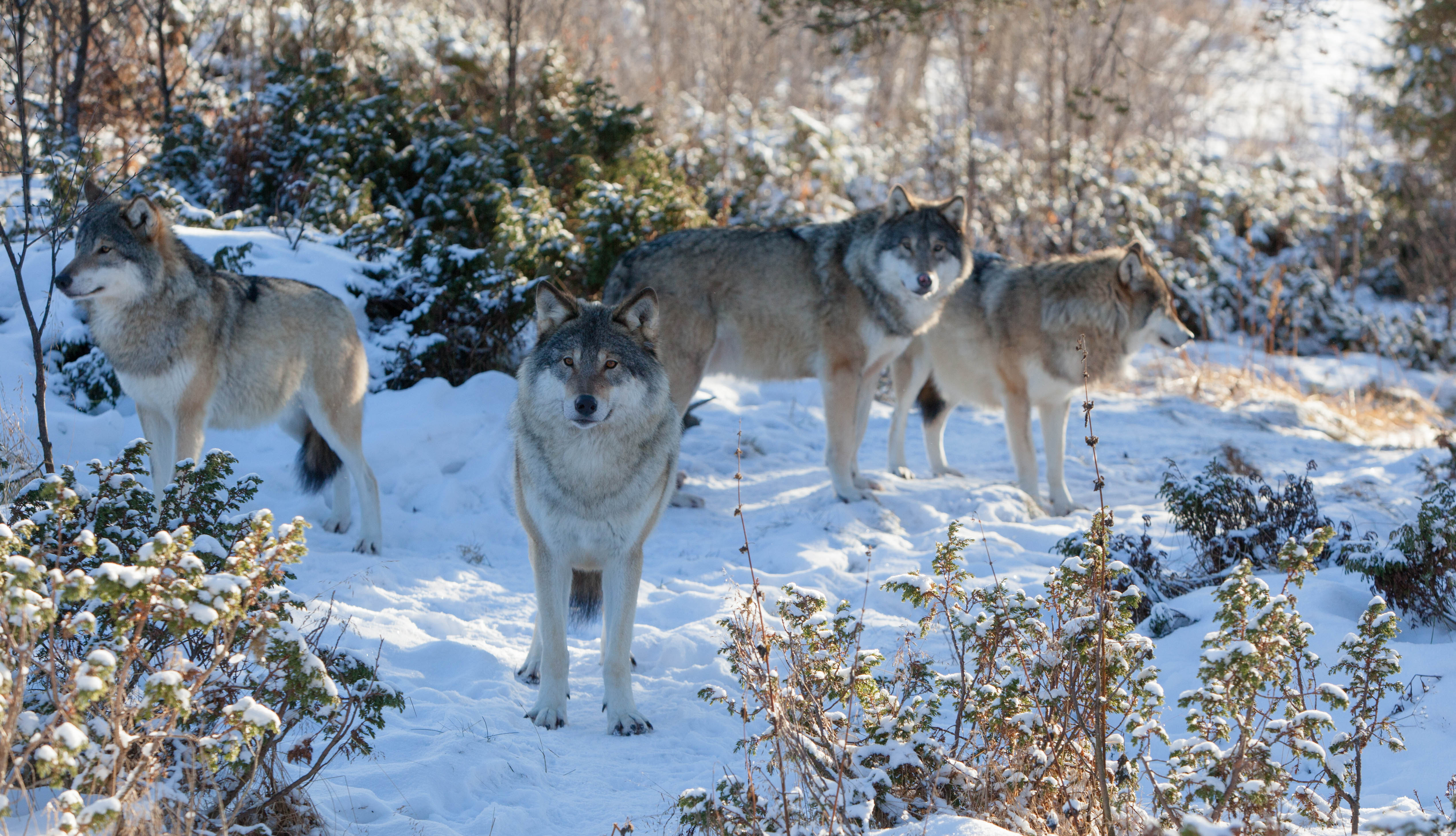 Free download wallpaper Winter, Wolf, Animal, Wolves on your PC desktop