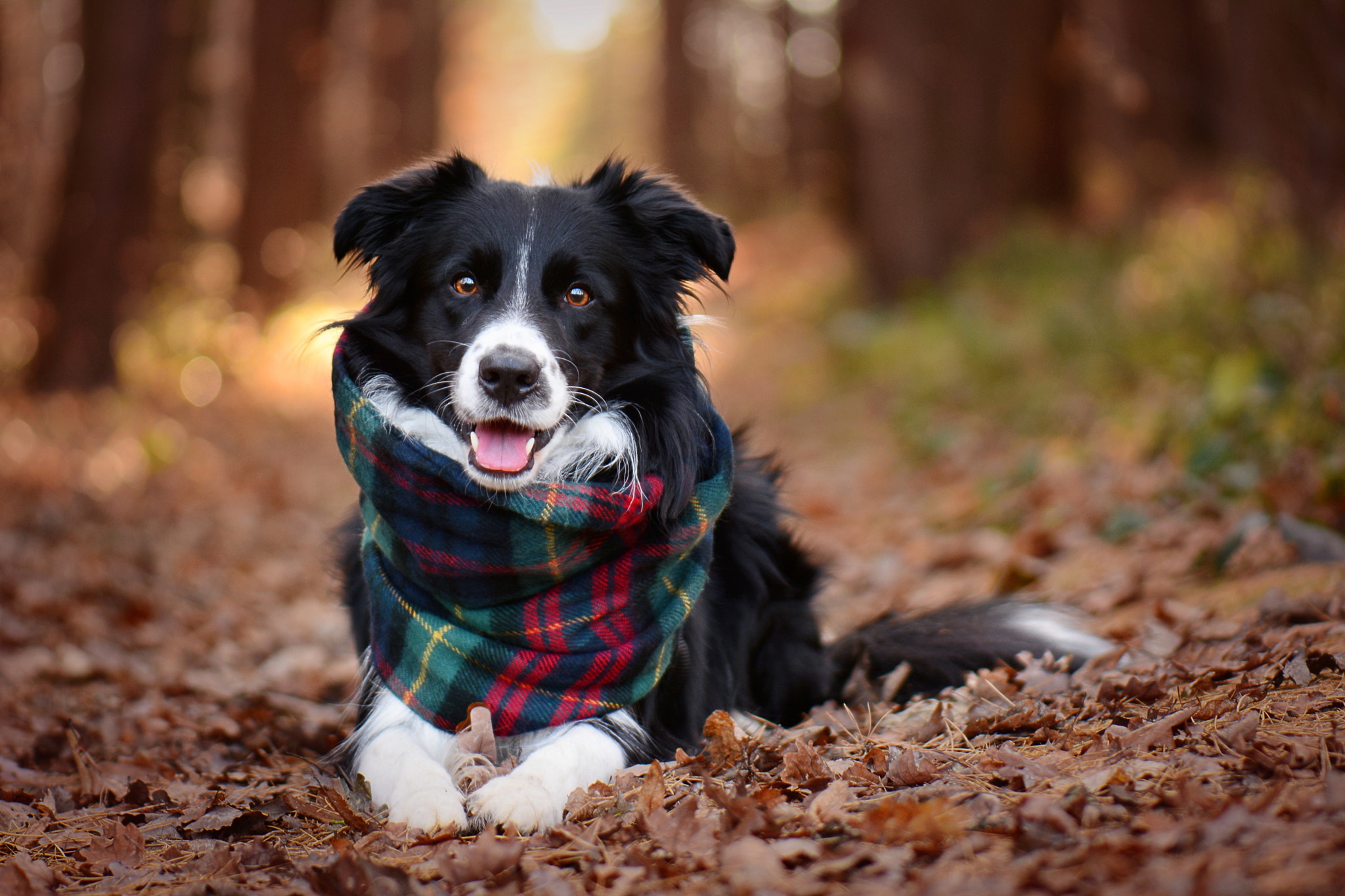 Handy-Wallpaper Tiere, Hunde, Hund, Schal, Border Collie, Tiefenschärfe kostenlos herunterladen.