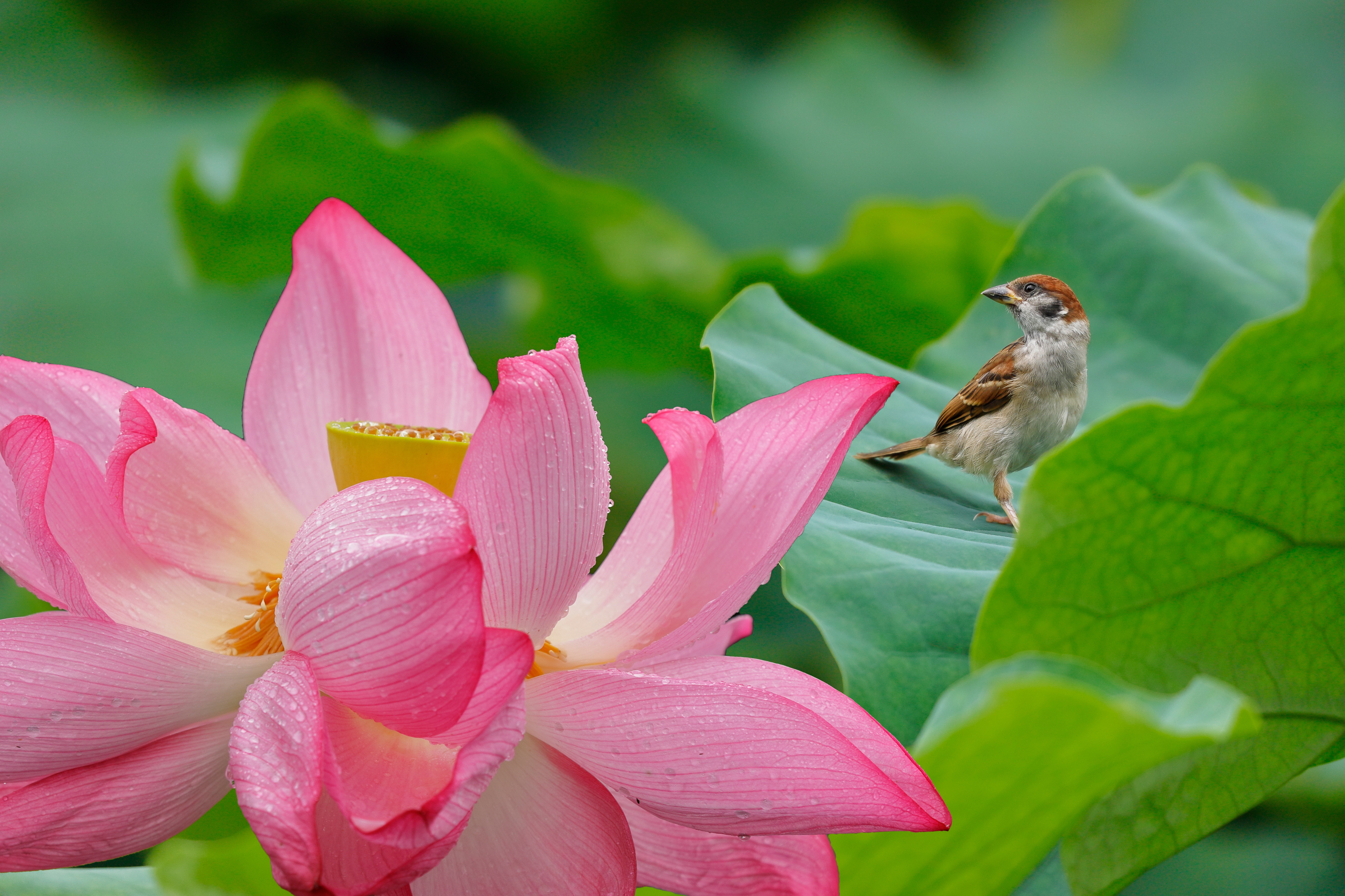 Download mobile wallpaper Birds, Lotus, Flower, Bird, Sparrow, Animal for free.
