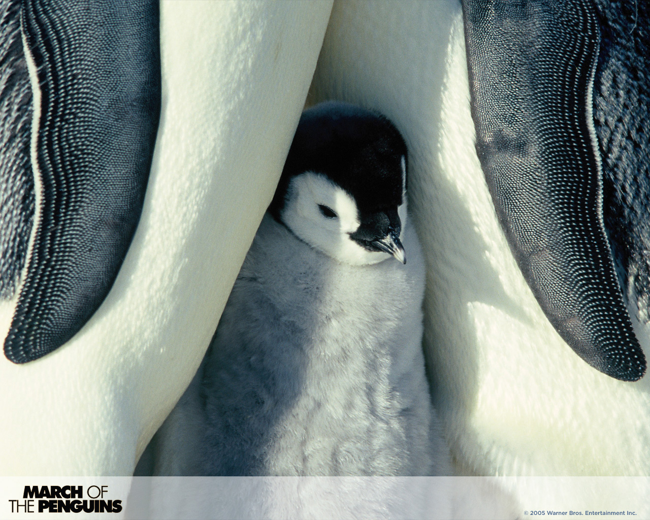 1486923 Hintergrundbild herunterladen marsch der pinguine, filme, pinguin - Bildschirmschoner und Bilder kostenlos