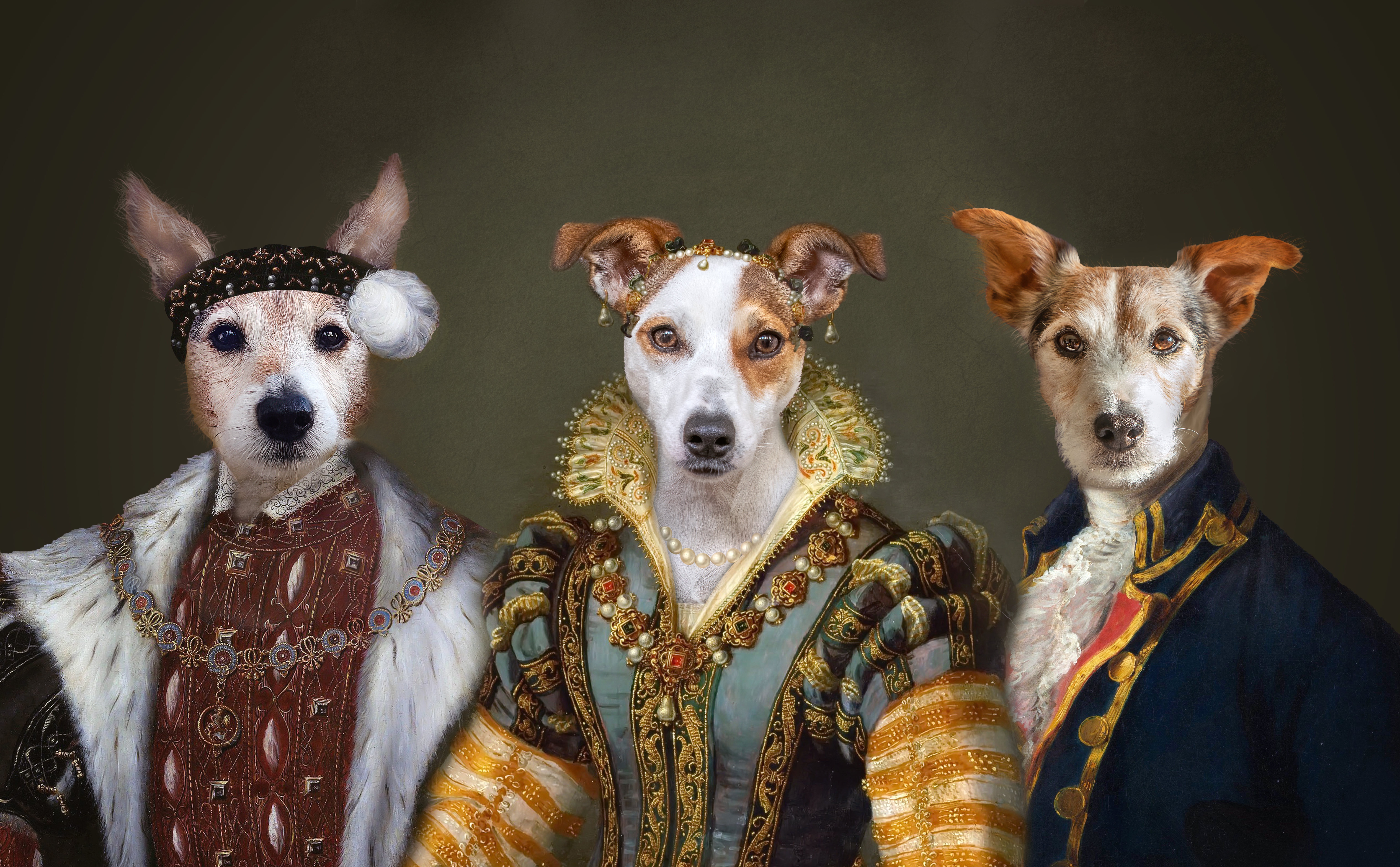 Free download wallpaper Dog, Animal, Portrait, Costume, Humor on your PC desktop