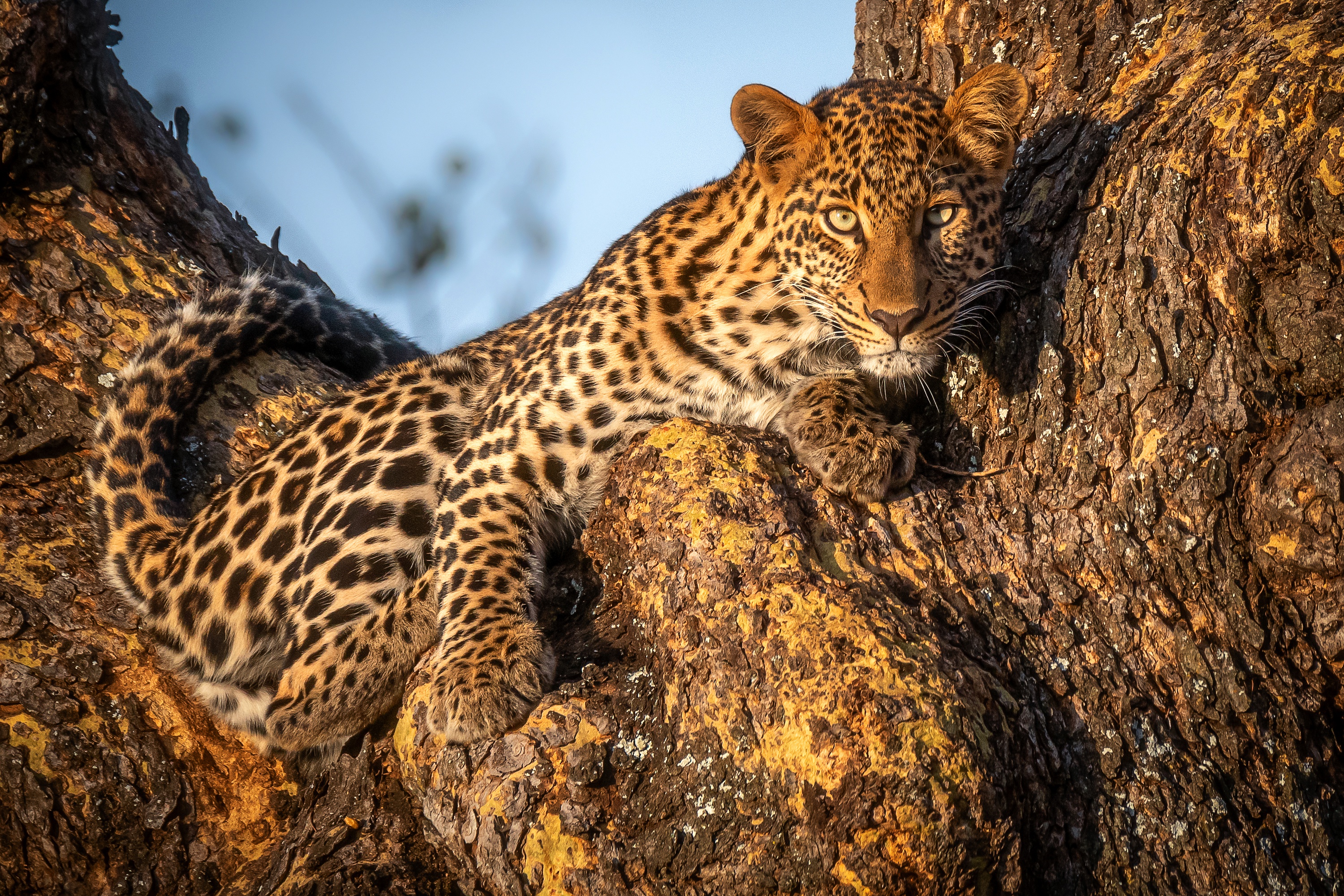 Full HD Wallpaper animal, leopard, trunk, cats