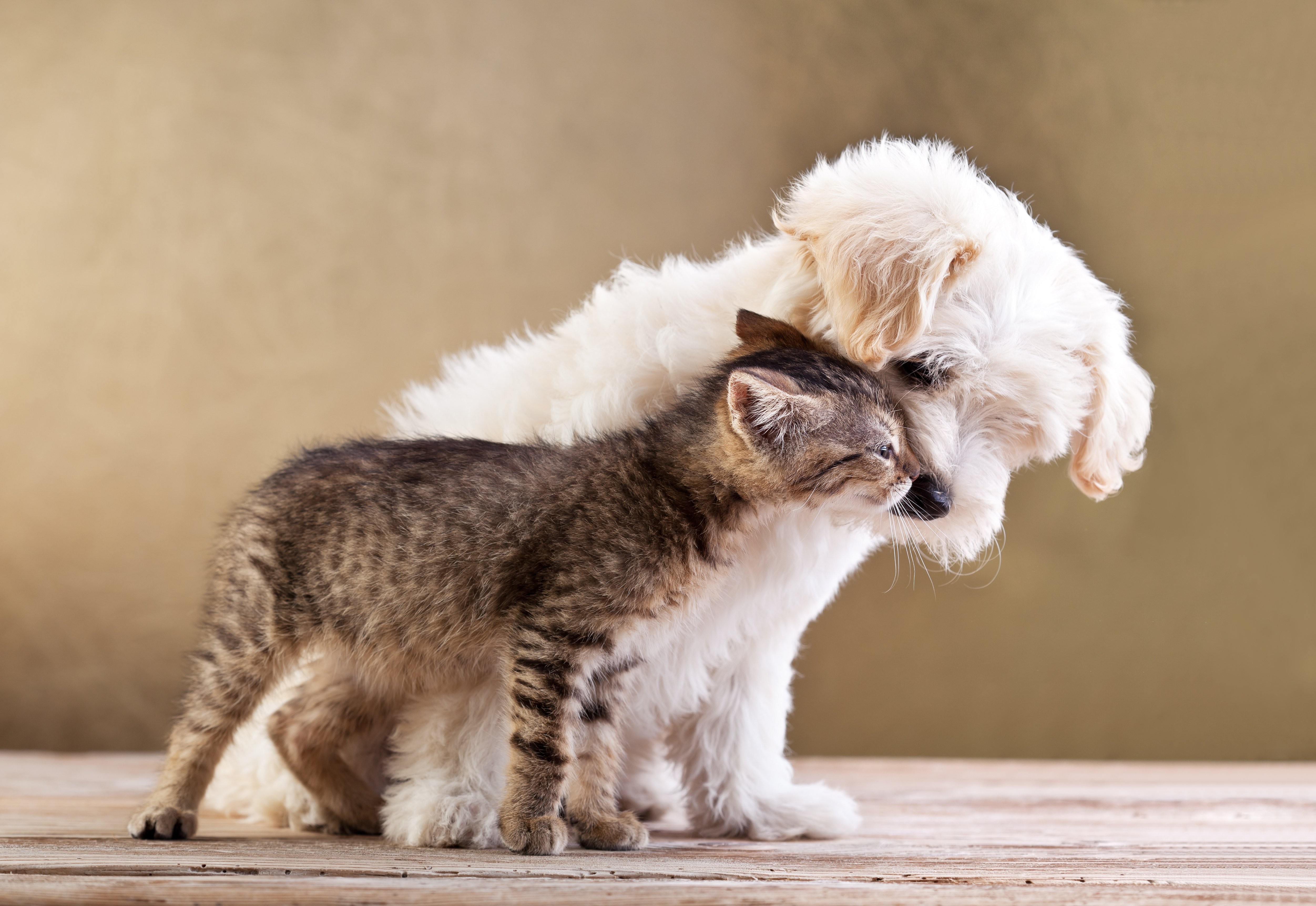 Download mobile wallpaper Love, Cat, Kitten, Dog, Animal, Puppy, Cute, Cat & Dog for free.