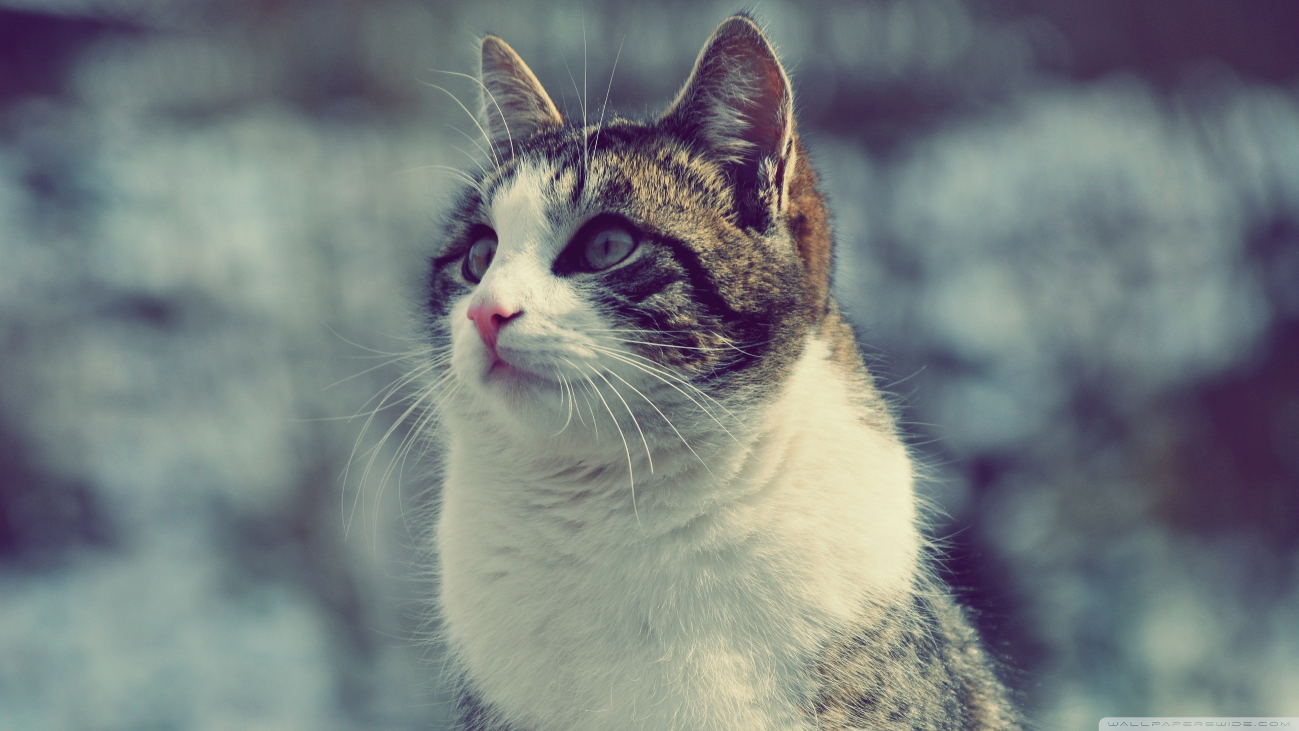 Baixe gratuitamente a imagem Animais, Gatos, Gato na área de trabalho do seu PC