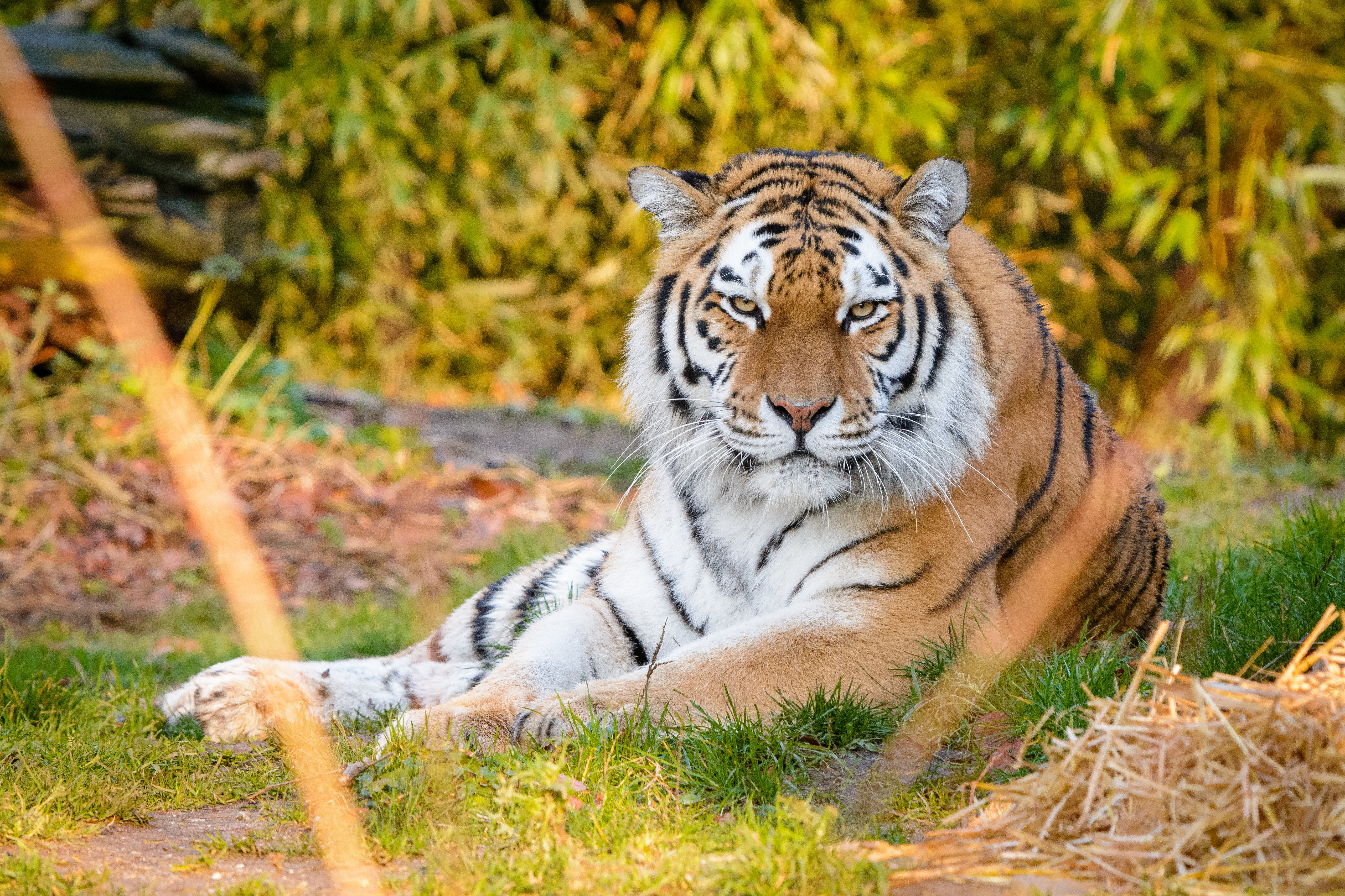 82984 скачать обои тигр, животные, полоски, хищник, животное - заставки и картинки бесплатно