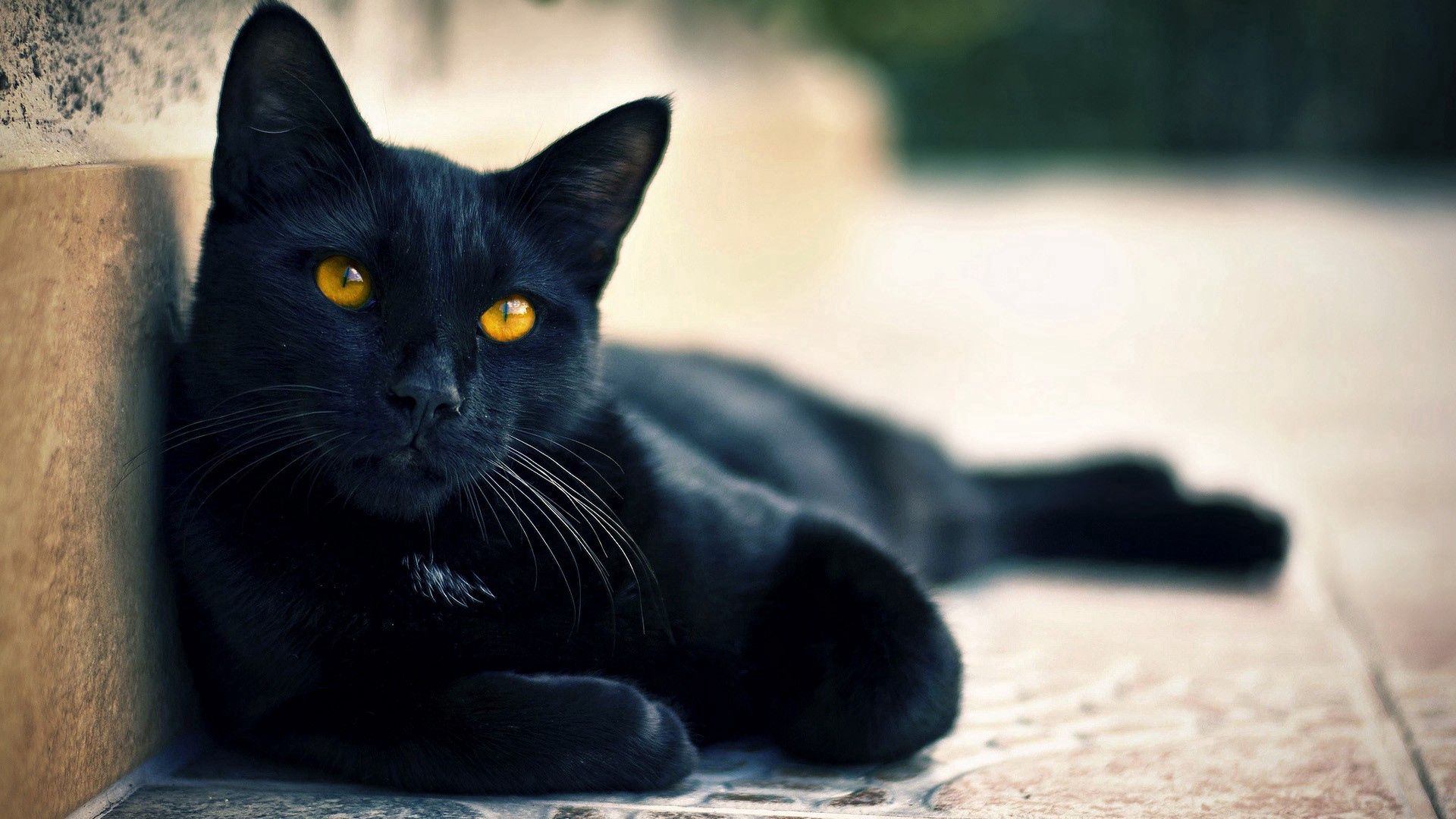 121637 Bild herunterladen black cat, tiere, sich hinlegen, liegen, entspannung, ruhepause, schwarzer kater - Hintergrundbilder und Bildschirmschoner kostenlos