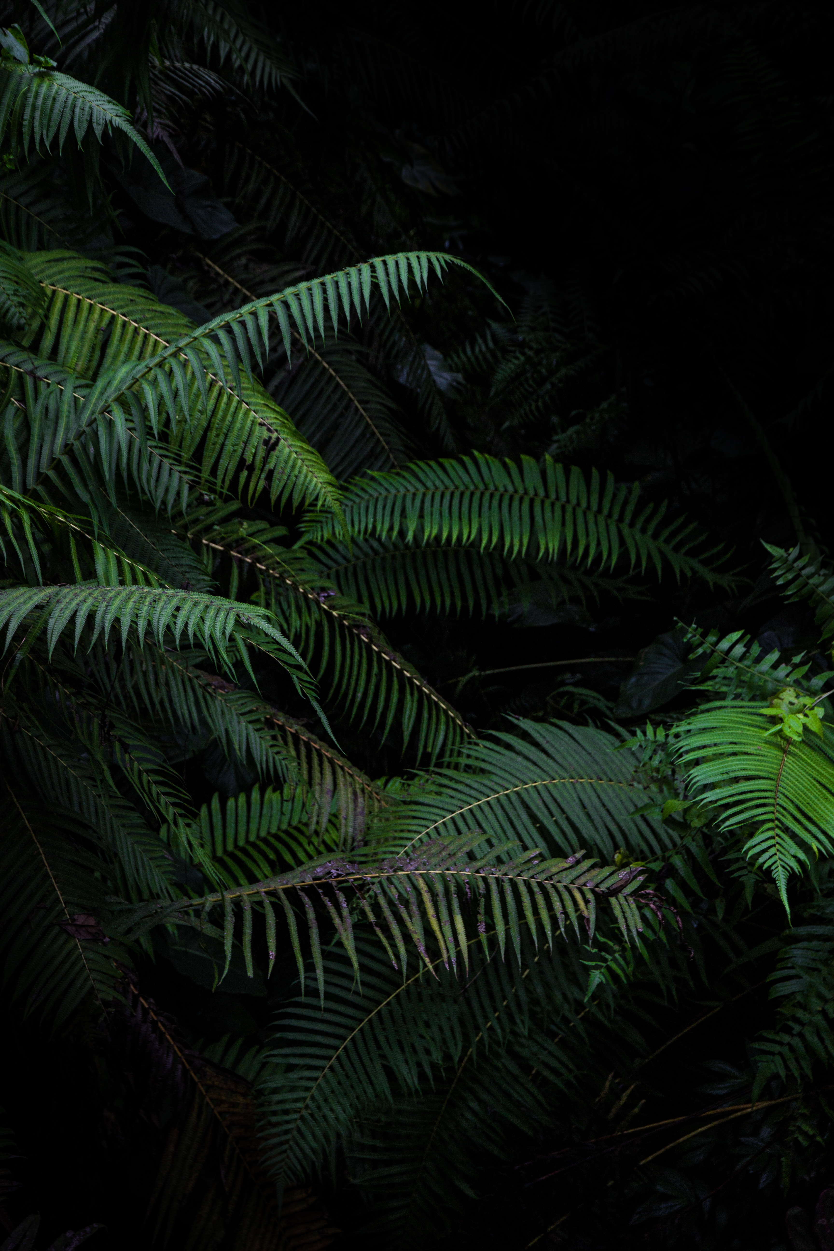 Download mobile wallpaper Bush, Fern, Branches, Nature, Plants for free.