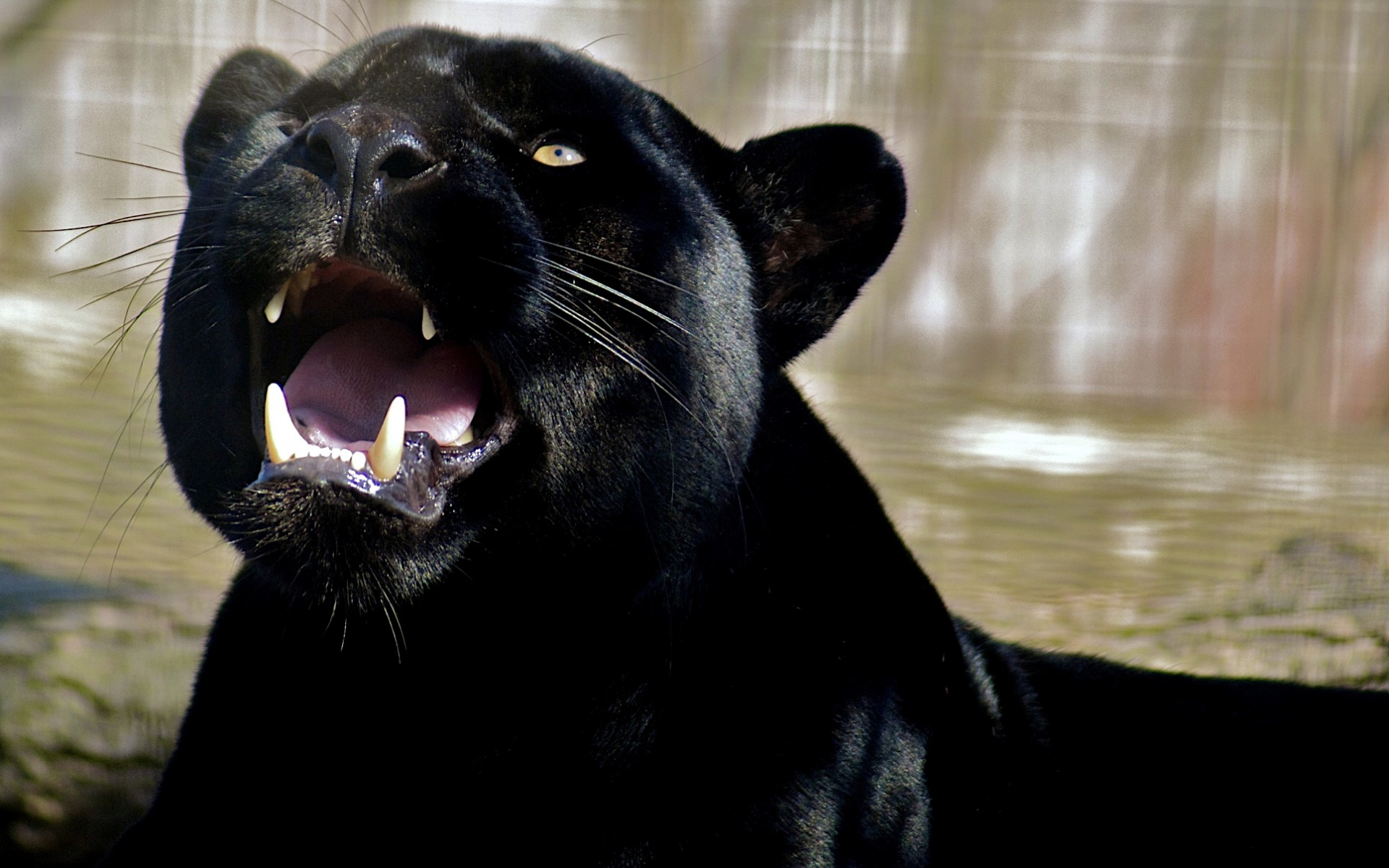 Free download wallpaper Cats, Animal, Black Panther on your PC desktop