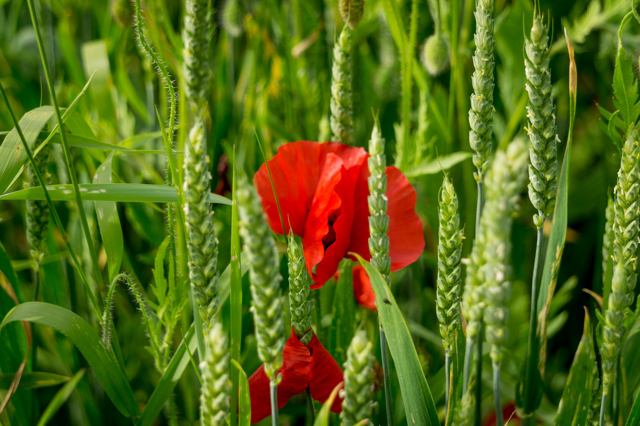 Download mobile wallpaper Nature, Flowers, Summer, Wheat, Flower, Close Up, Earth, Poppy, Red Flower for free.