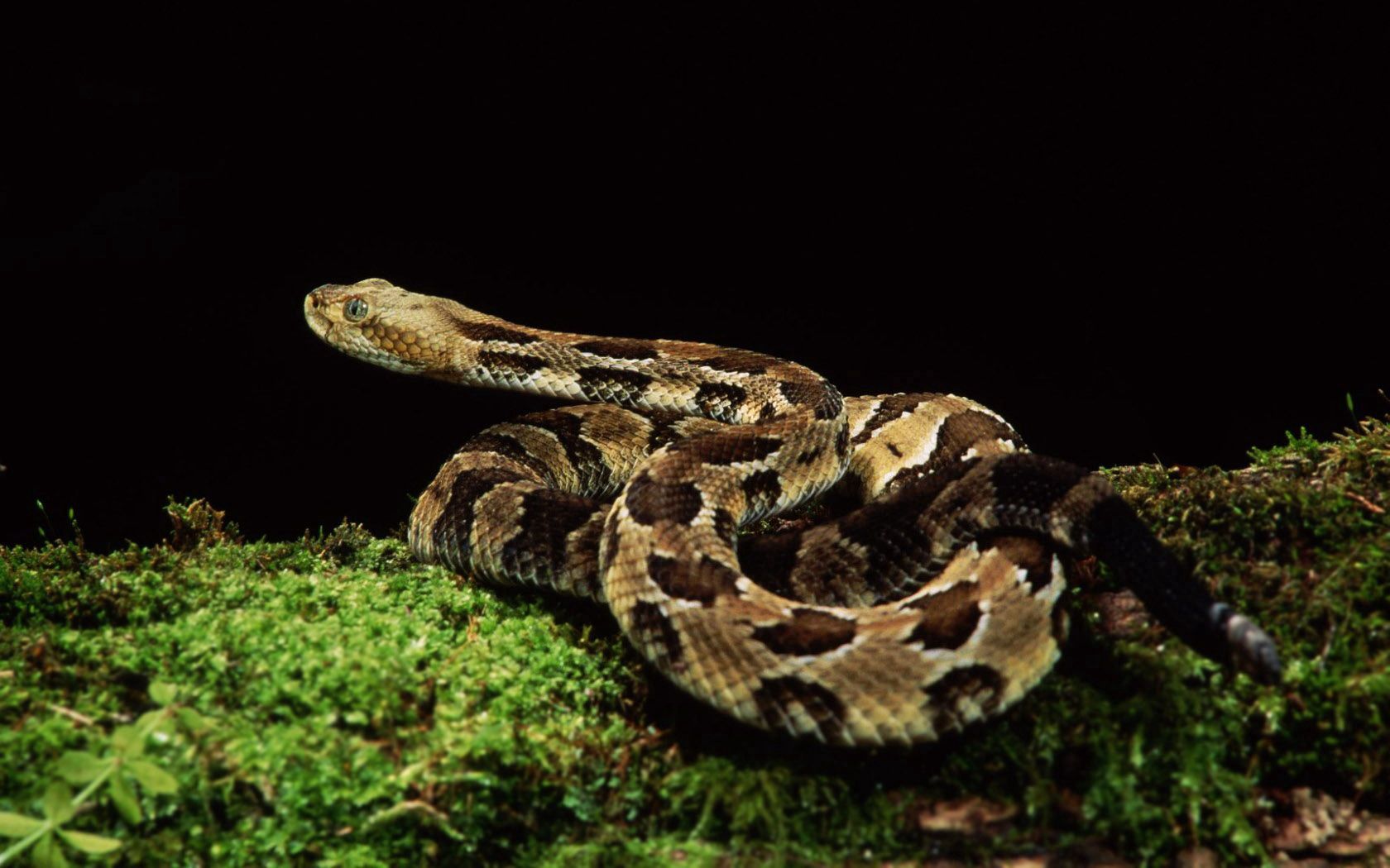 Download mobile wallpaper Spotty, Grass, Spotted, Animals, Snake for free.