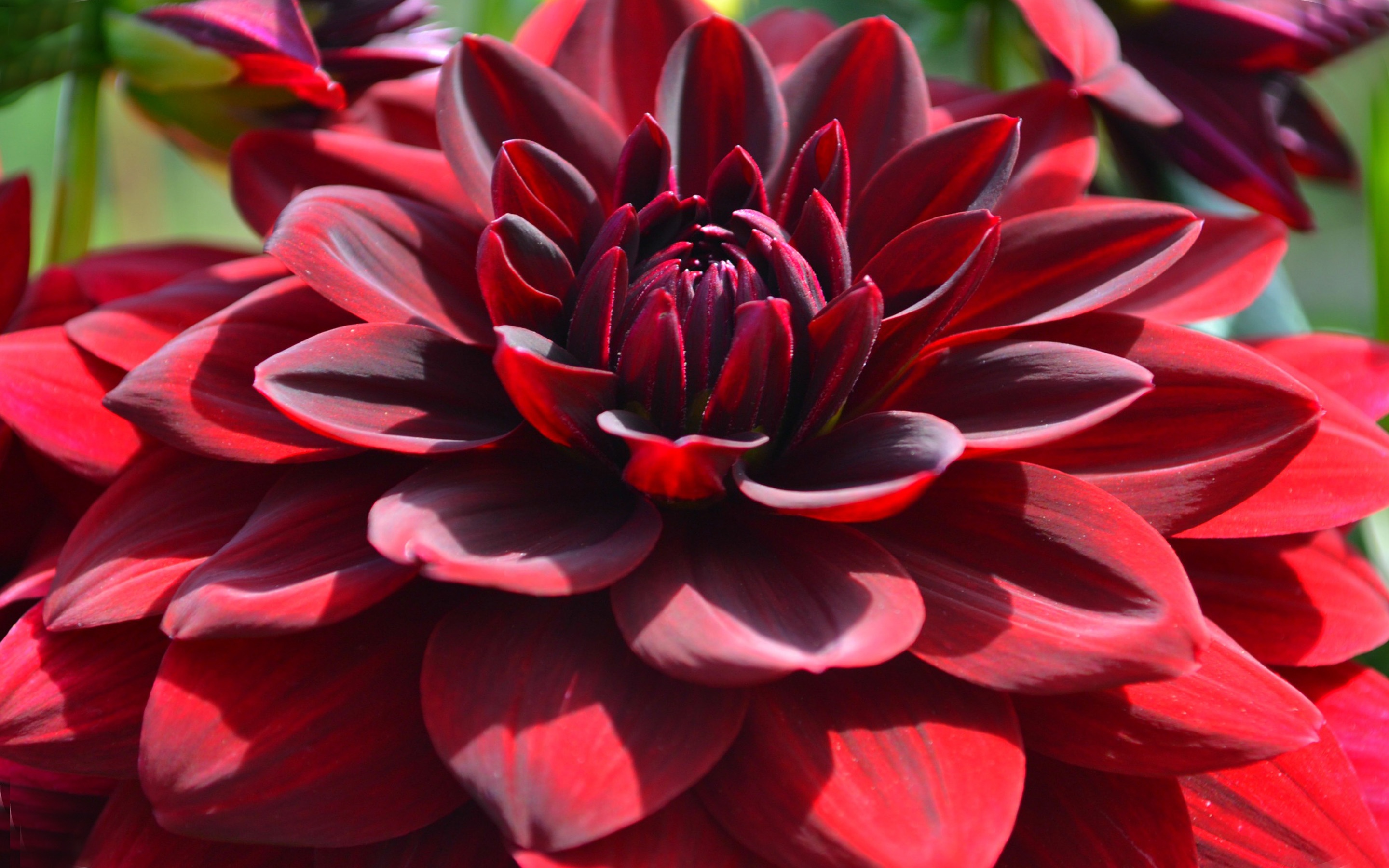 Téléchargez gratuitement l'image Fleurs, Fleur, Fermer, Dahlia, Fleur Rouge, Terre/nature sur le bureau de votre PC