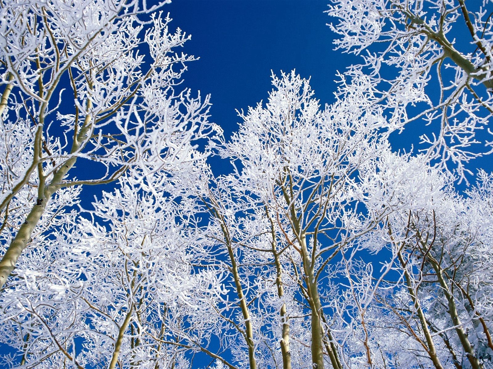 branches, nature, trees, sky, blue, branch, frost, hoarfrost, purity