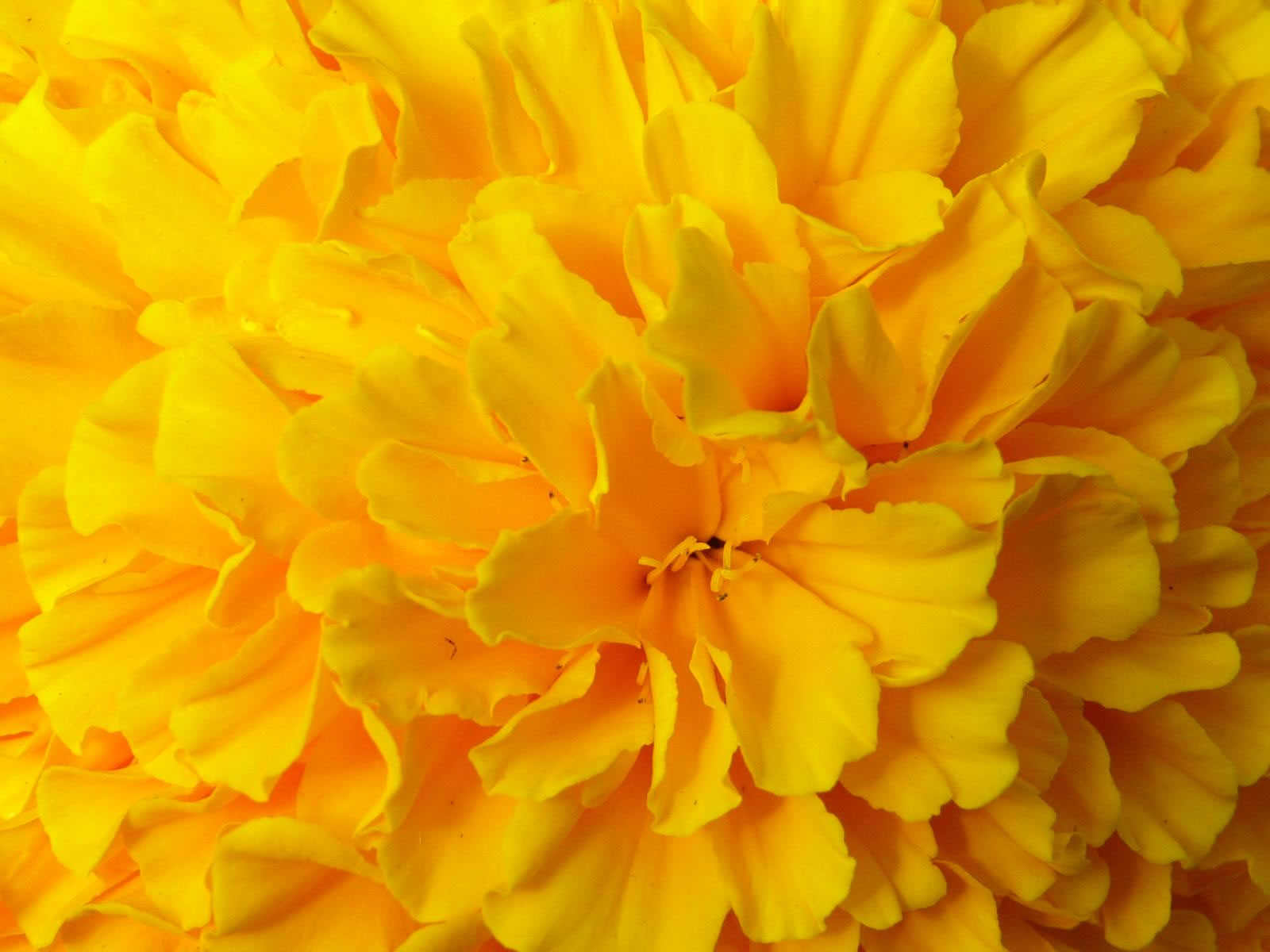 Download mobile wallpaper Flowers, Flower, Close Up, Earth, Petal, Yellow Flower for free.