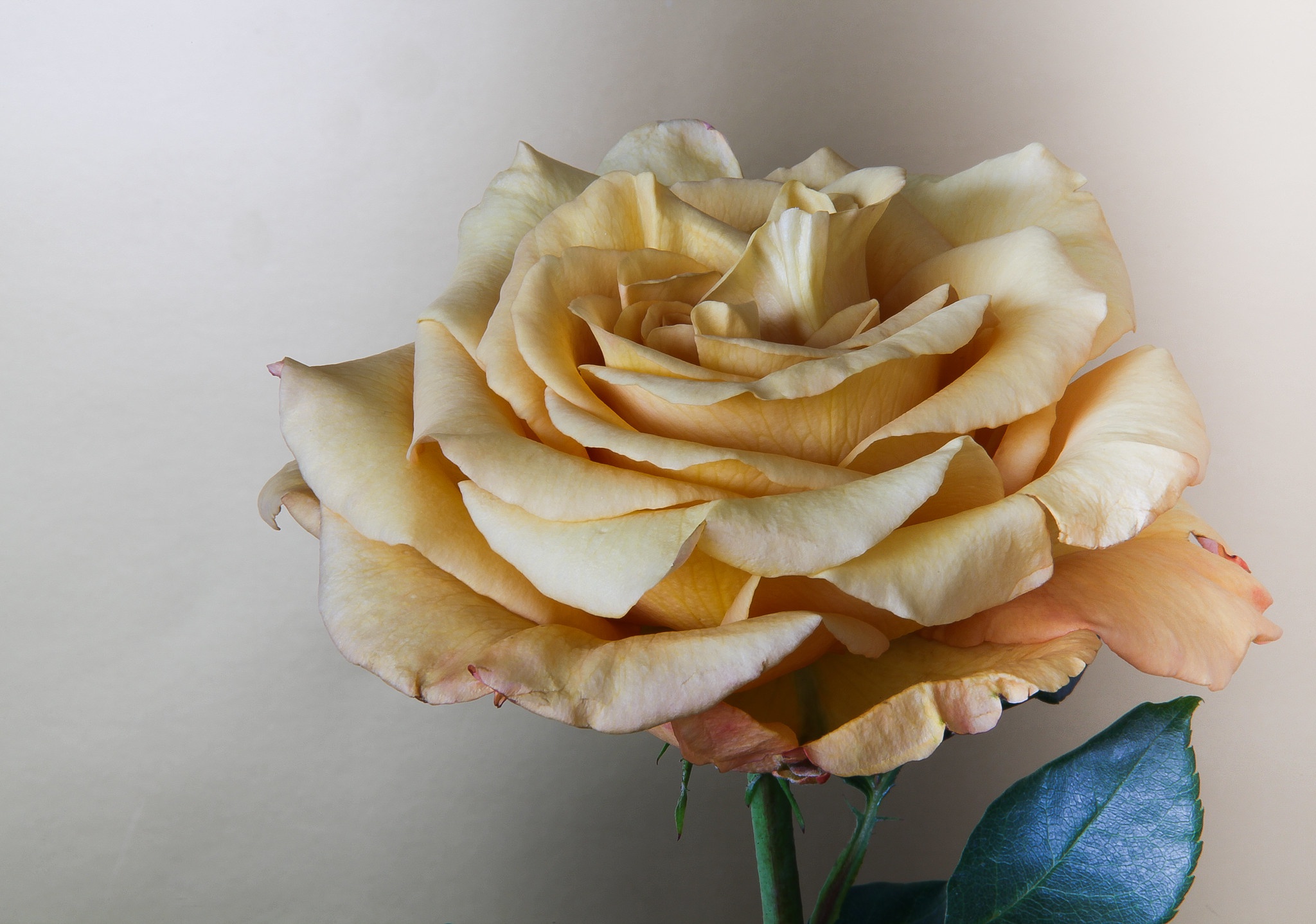 Download mobile wallpaper Flowers, Flower, Rose, Earth, Petal for free.