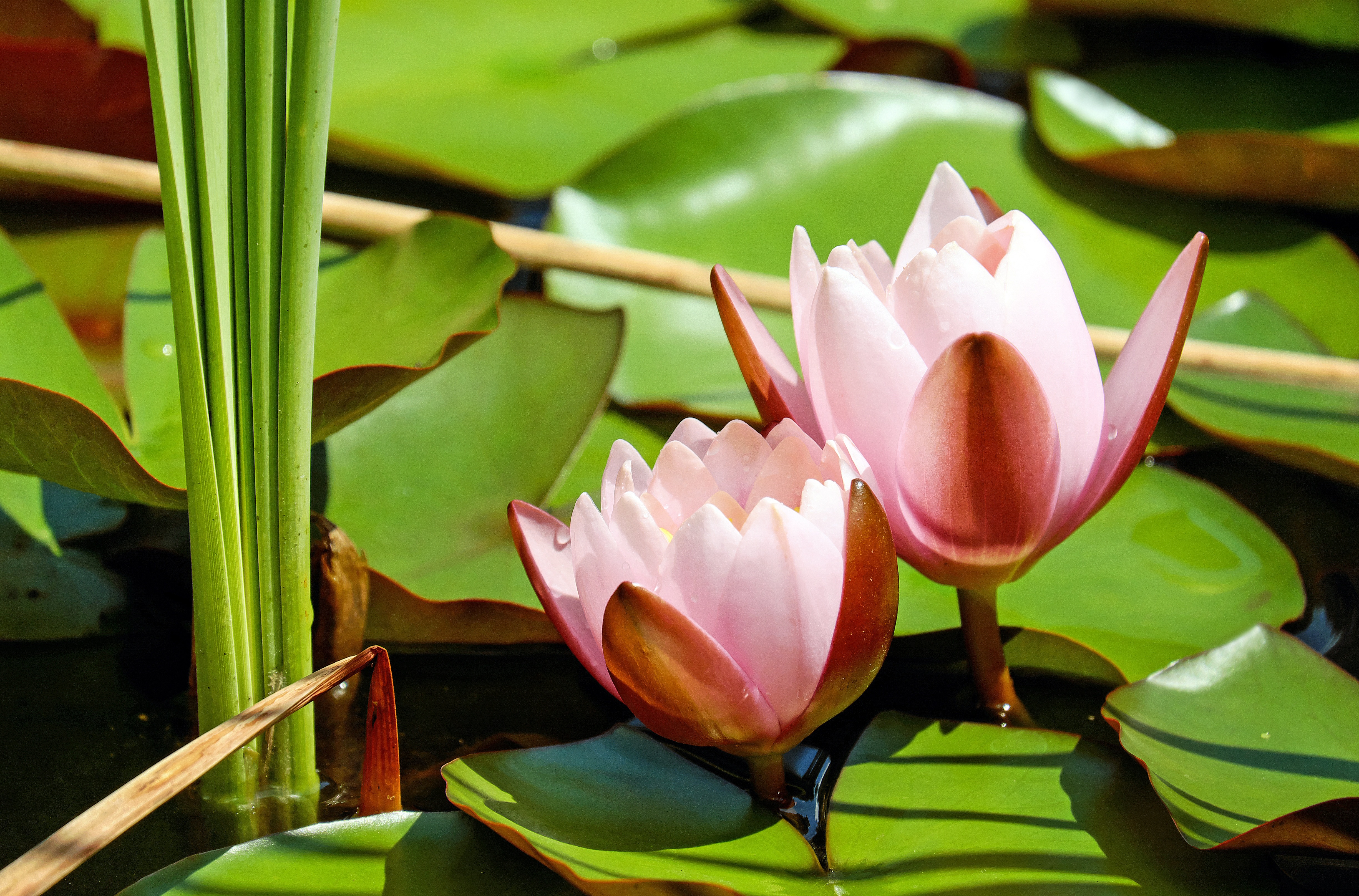 Download mobile wallpaper Nature, Flowers, Flower, Leaf, Earth, Water Lily, Pink Flower for free.