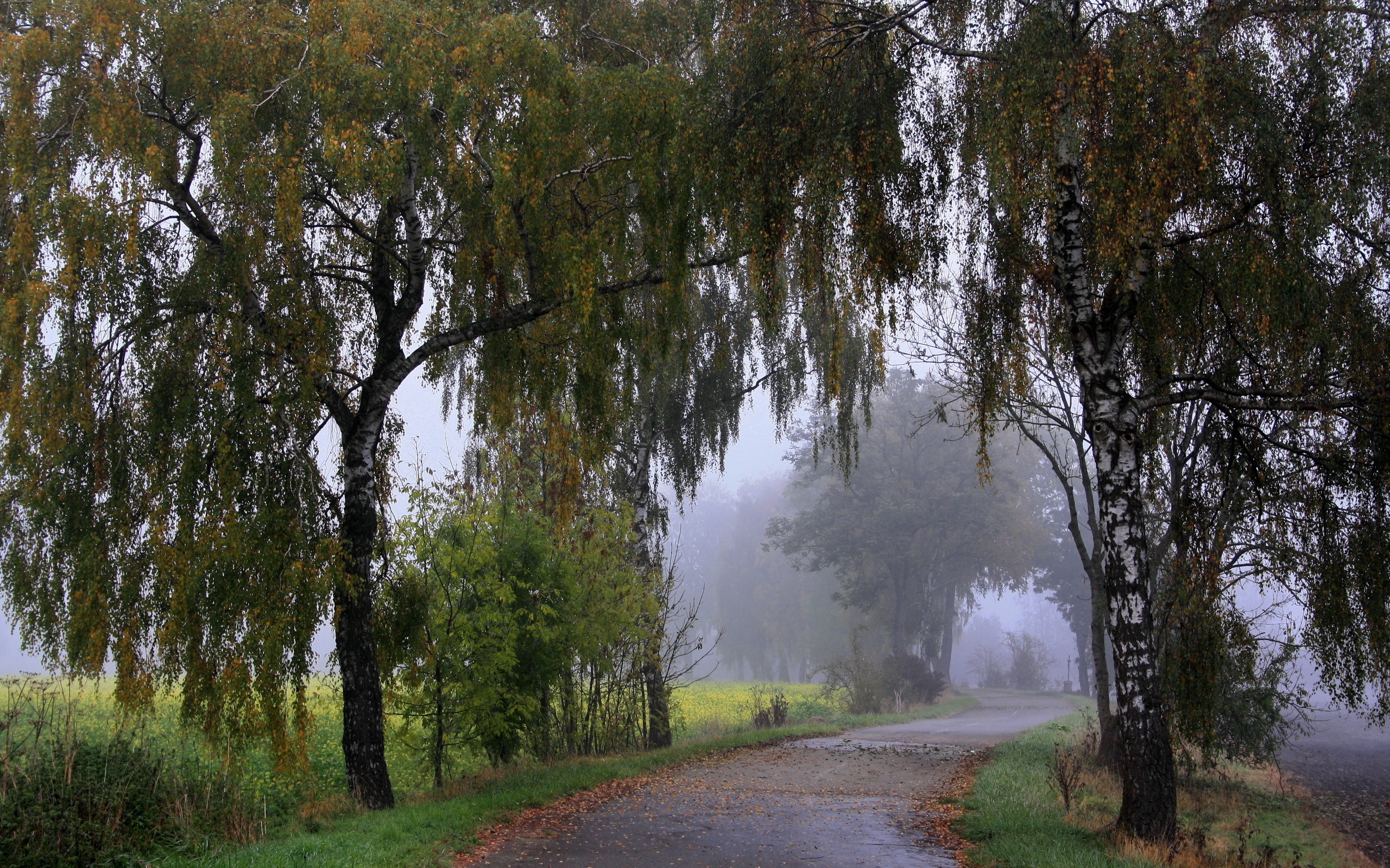 Téléchargez gratuitement l'image Brouillard, Terre/nature sur le bureau de votre PC