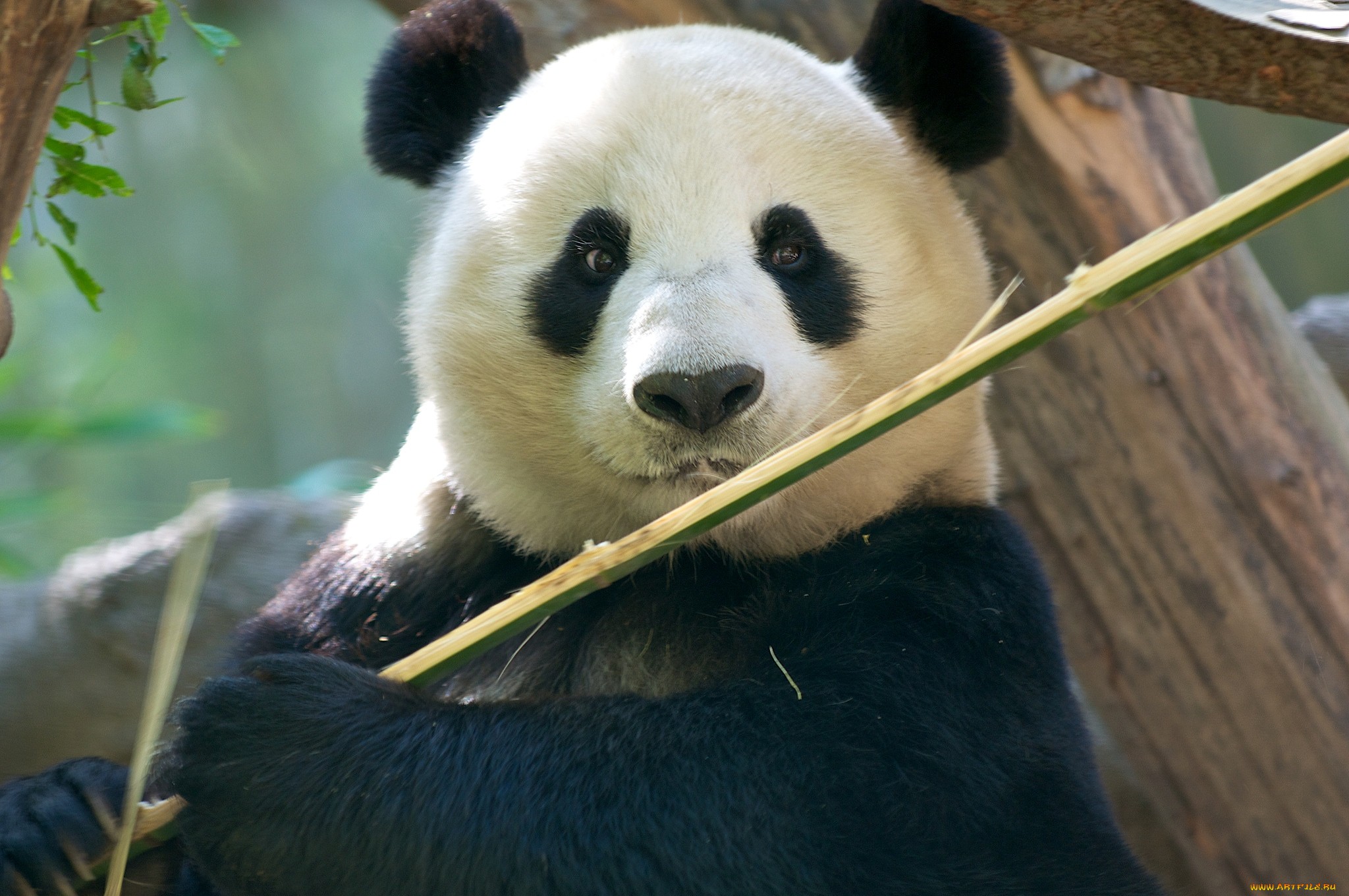 594880 завантажити шпалери тварина, панда - заставки і картинки безкоштовно