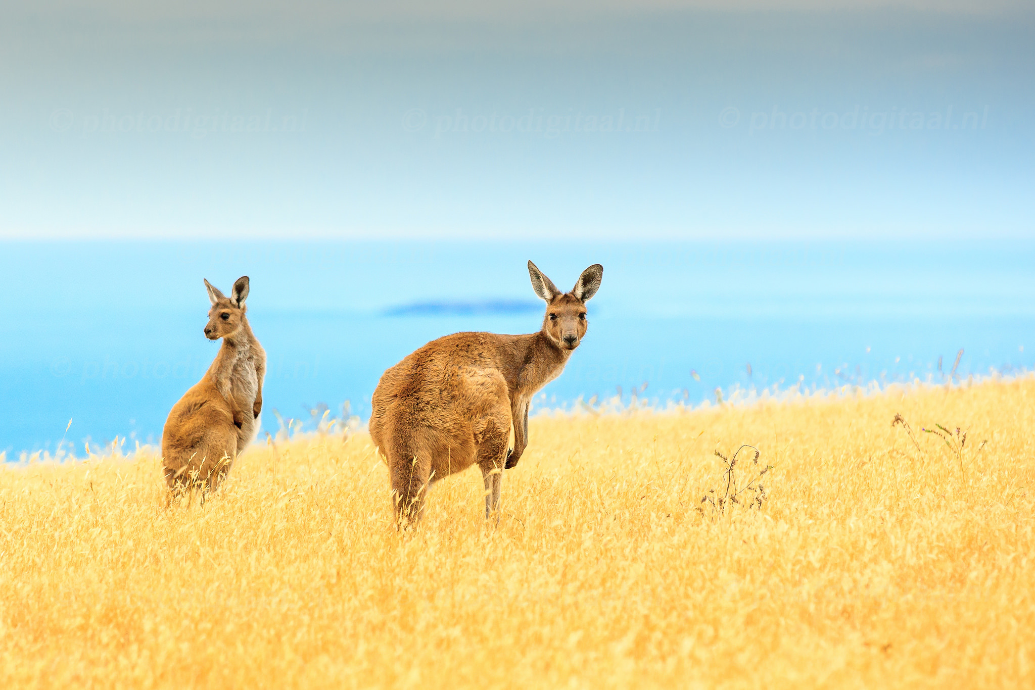808320 Bild herunterladen tiere, känguru, tiefenschärfe, gras, horizont, beuteltier - Hintergrundbilder und Bildschirmschoner kostenlos