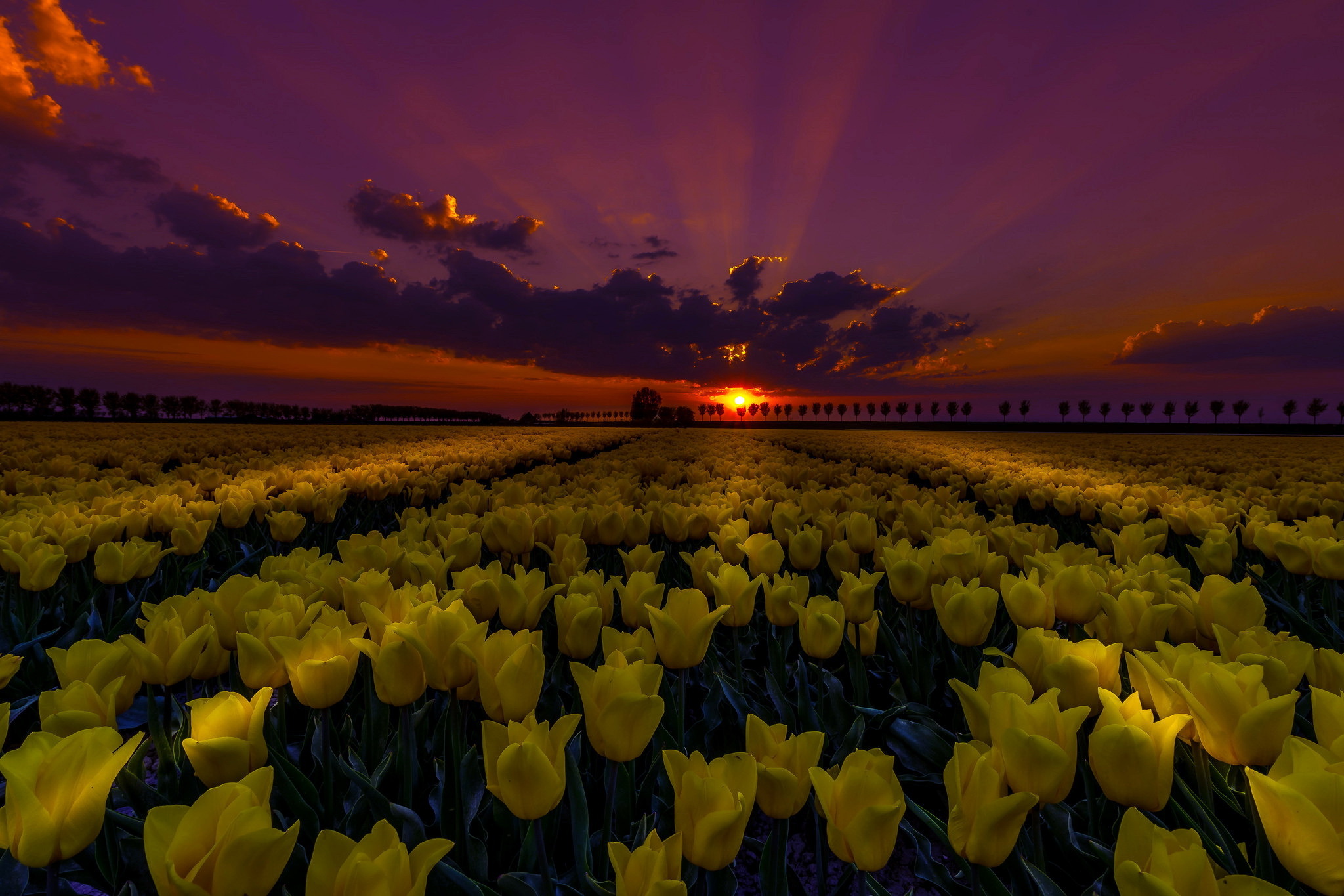 Téléchargez gratuitement l'image Fleurs, Coucher De Soleil, Été, Fleur, Champ, Nuage, Tulipe, Fleur Jaune, Ciel, Rayon De Soleil, La Nature, Terre/nature sur le bureau de votre PC