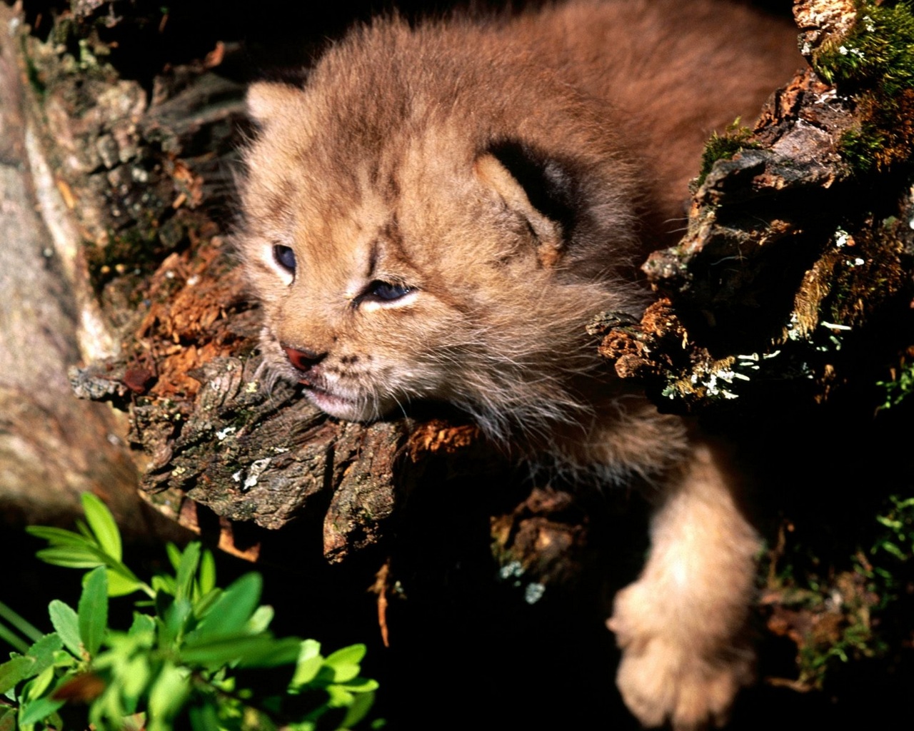 Free download wallpaper Animal, Baby Animal, Lynx, Cub on your PC desktop