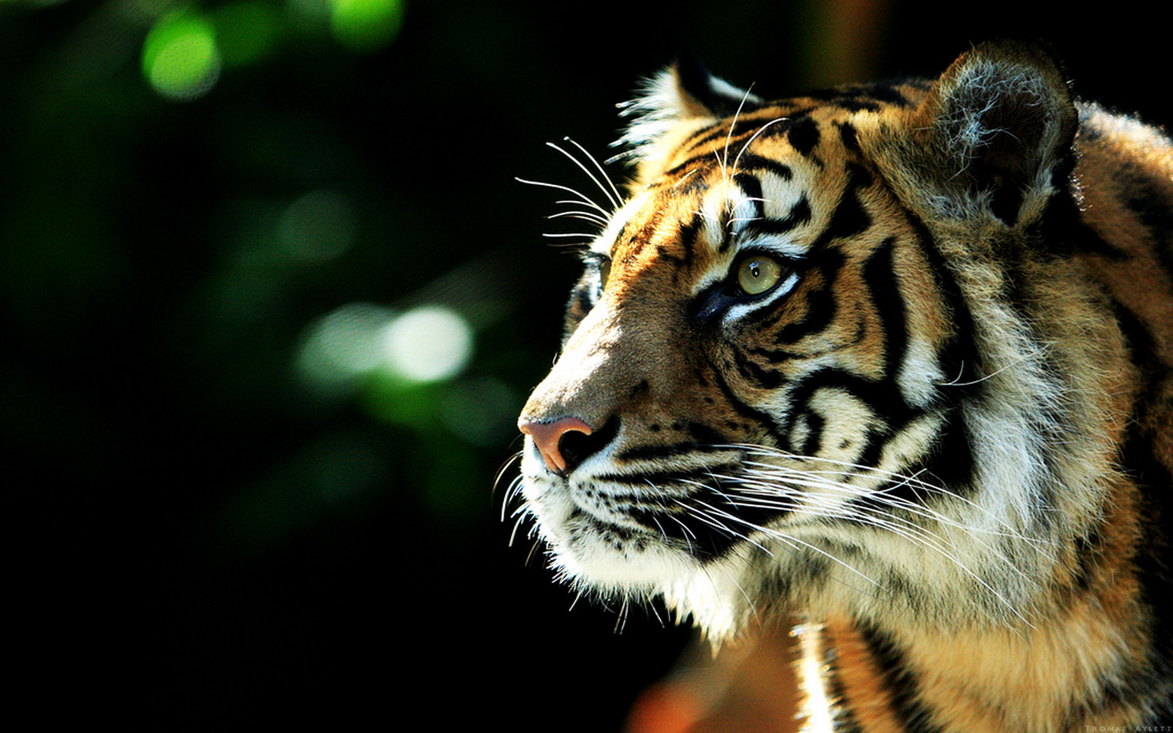 Free download wallpaper Cats, Animal, Tiger on your PC desktop