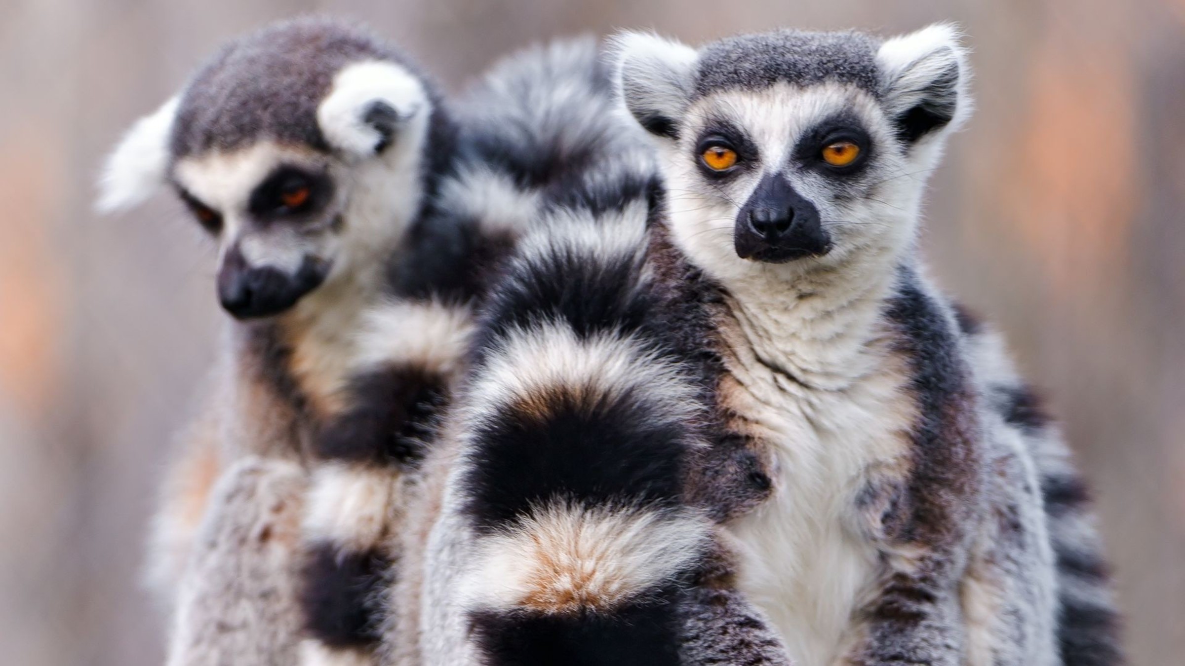 Handy-Wallpaper Tiere, Lemur, Affen kostenlos herunterladen.