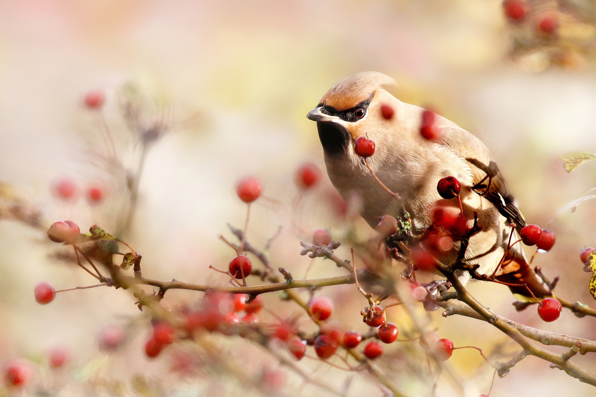animal, waxwing, berry, bird, birds lock screen backgrounds
