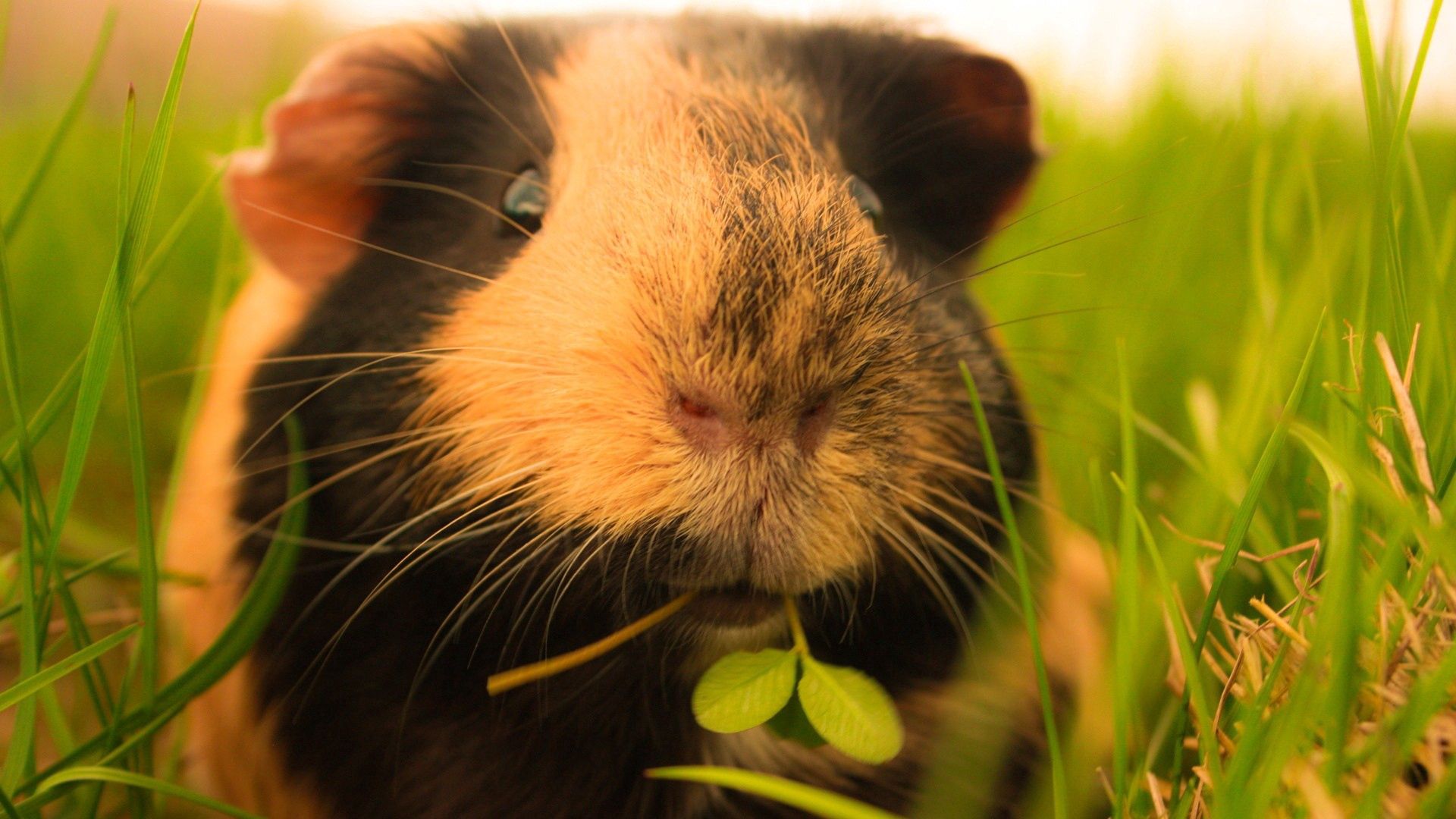 guinea pig, animals, grass, fluffy HD wallpaper