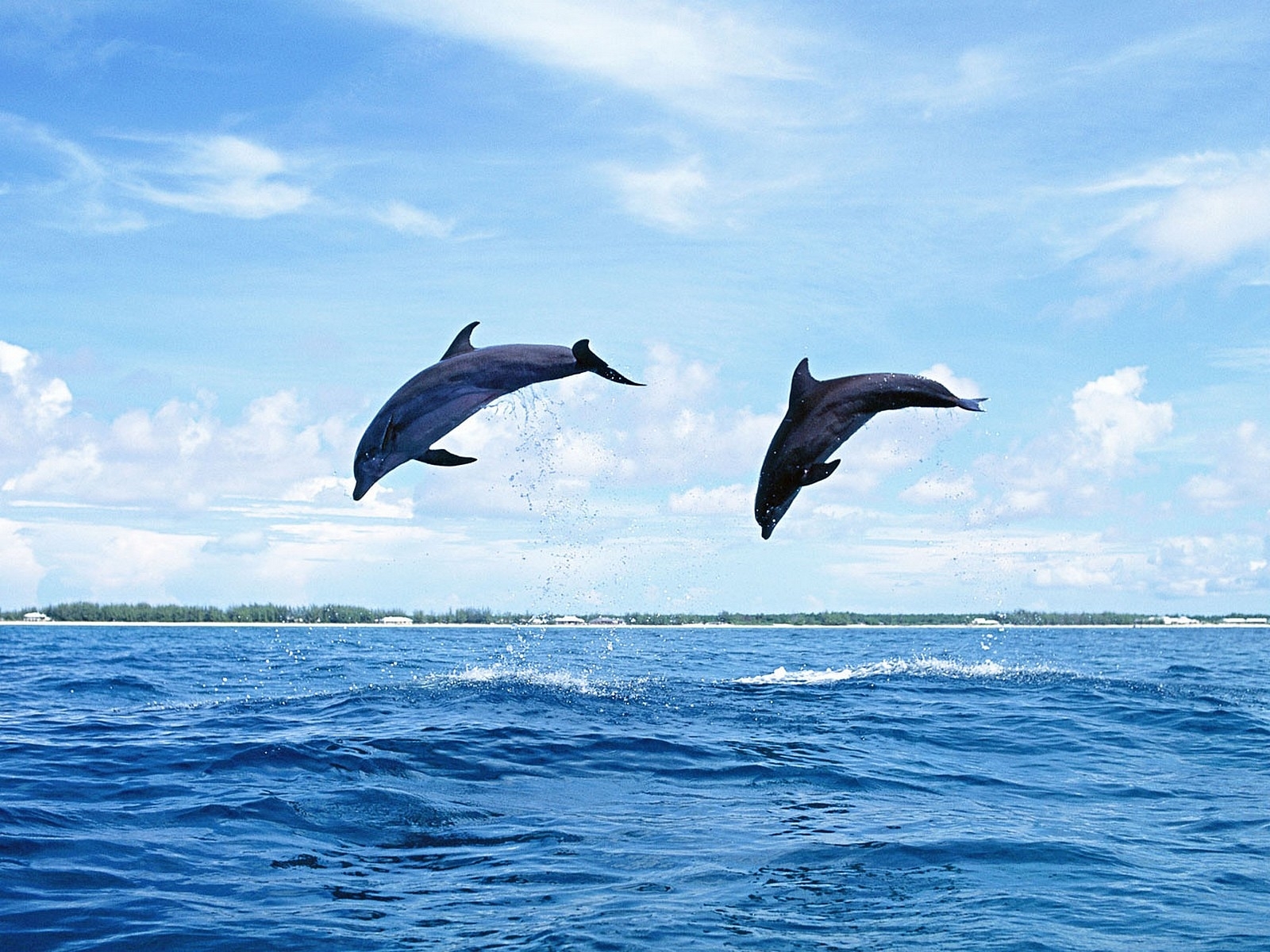 Скачать обои бесплатно Дельфины, Животные, Природа картинка на рабочий стол ПК
