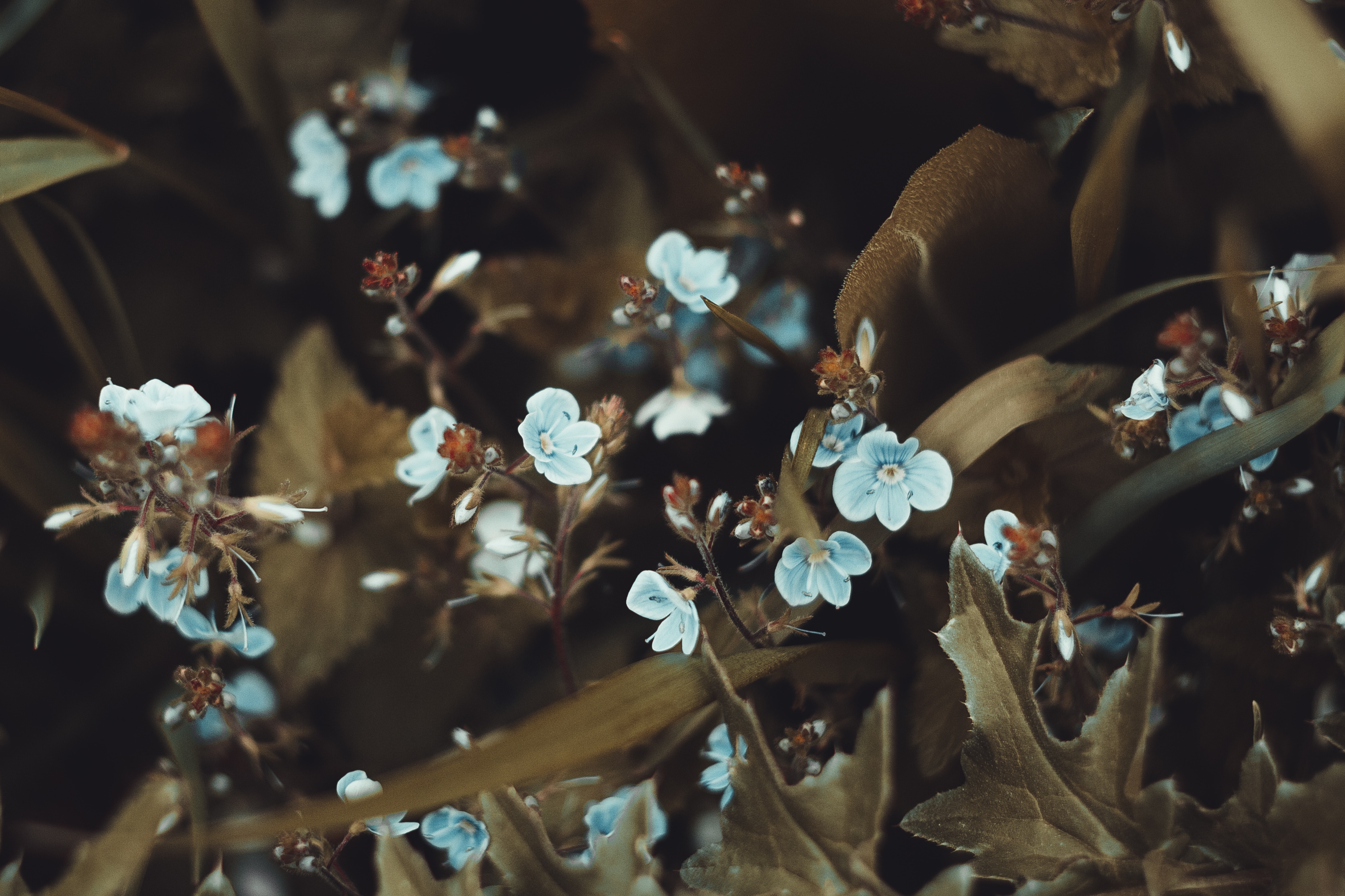 Free download wallpaper Small Flowers, Flowers, Leaves, Macro, Flowering, Bloom on your PC desktop