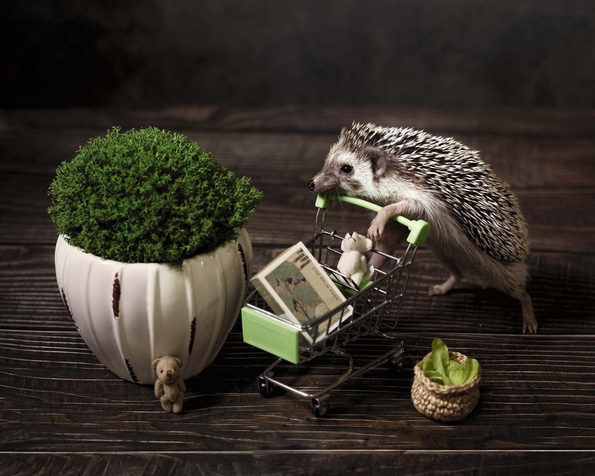 Free download wallpaper Animal, Hedgehog on your PC desktop