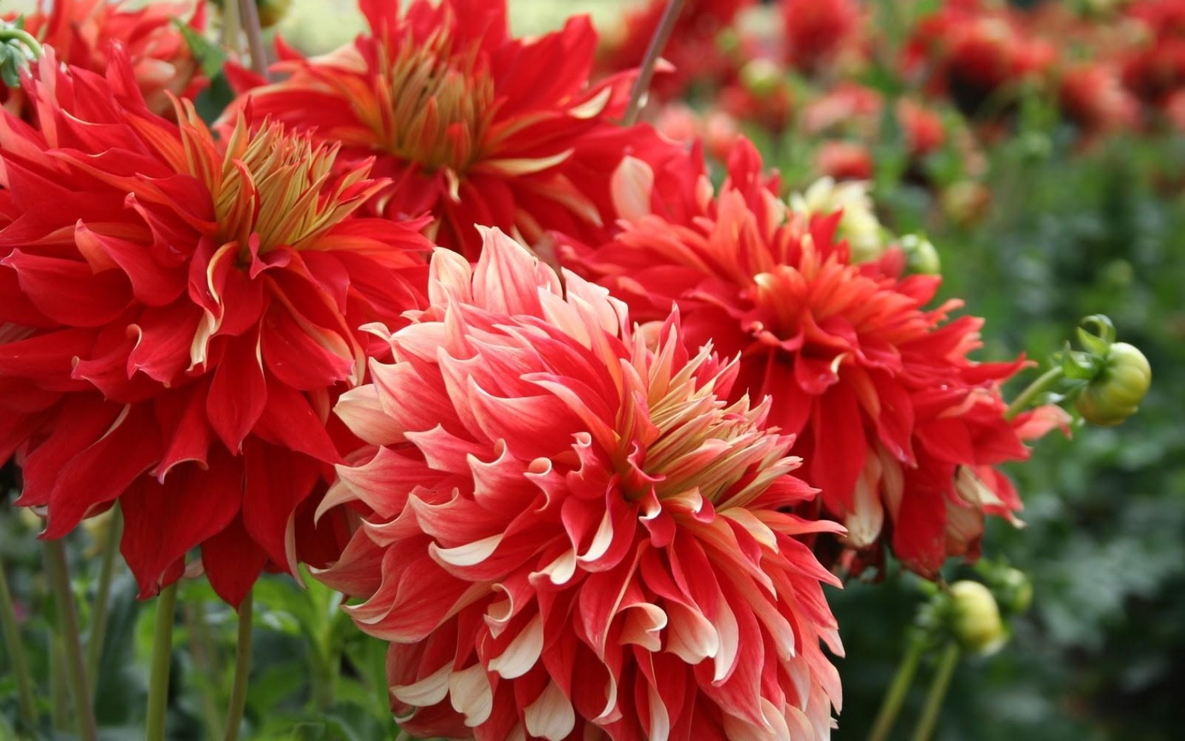 Laden Sie das Blumen, Blume, Dahlien, Rote Blume, Erde/natur-Bild kostenlos auf Ihren PC-Desktop herunter