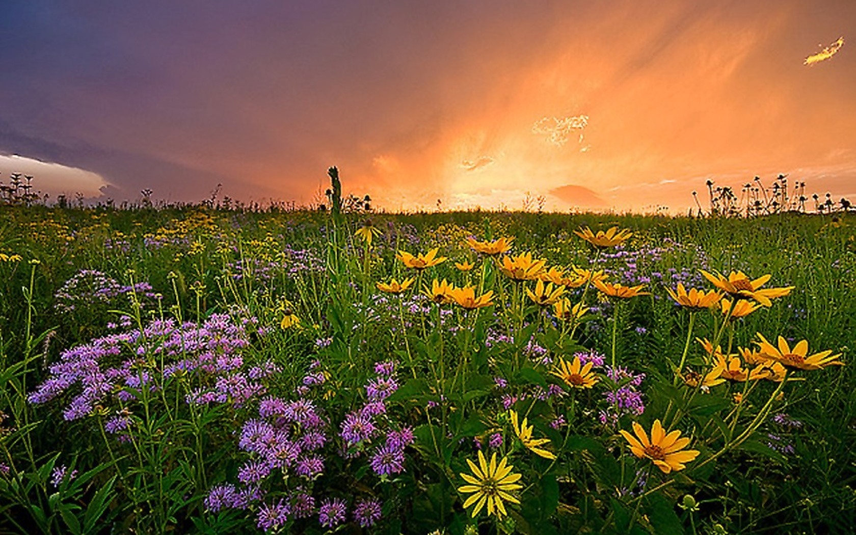 Laden Sie das Landschaft, Blumen, Sunset, Felder-Bild kostenlos auf Ihren PC-Desktop herunter