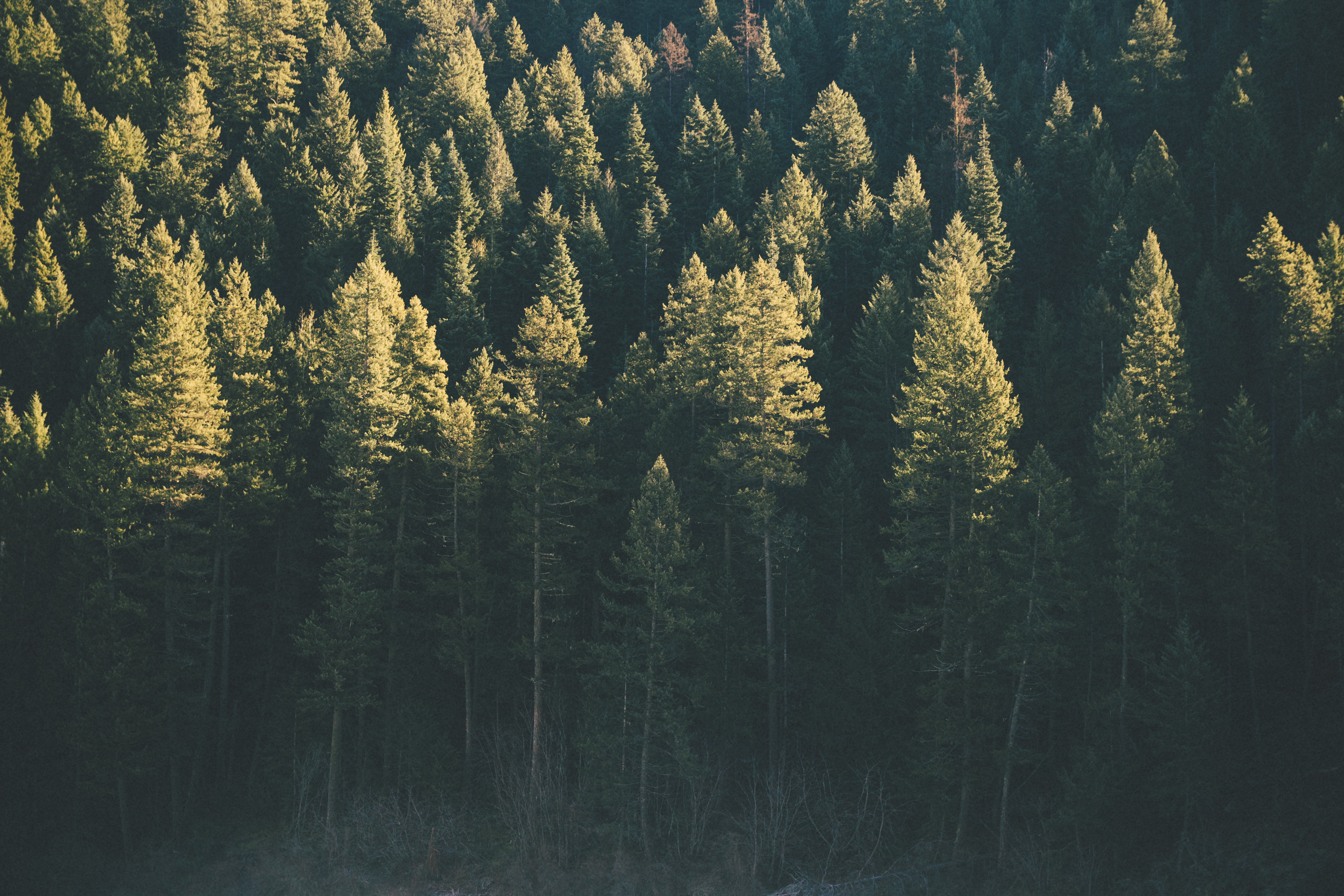 Téléchargez gratuitement l'image Forêt, Arbre, Ensoleillé, La Nature, Terre/nature sur le bureau de votre PC