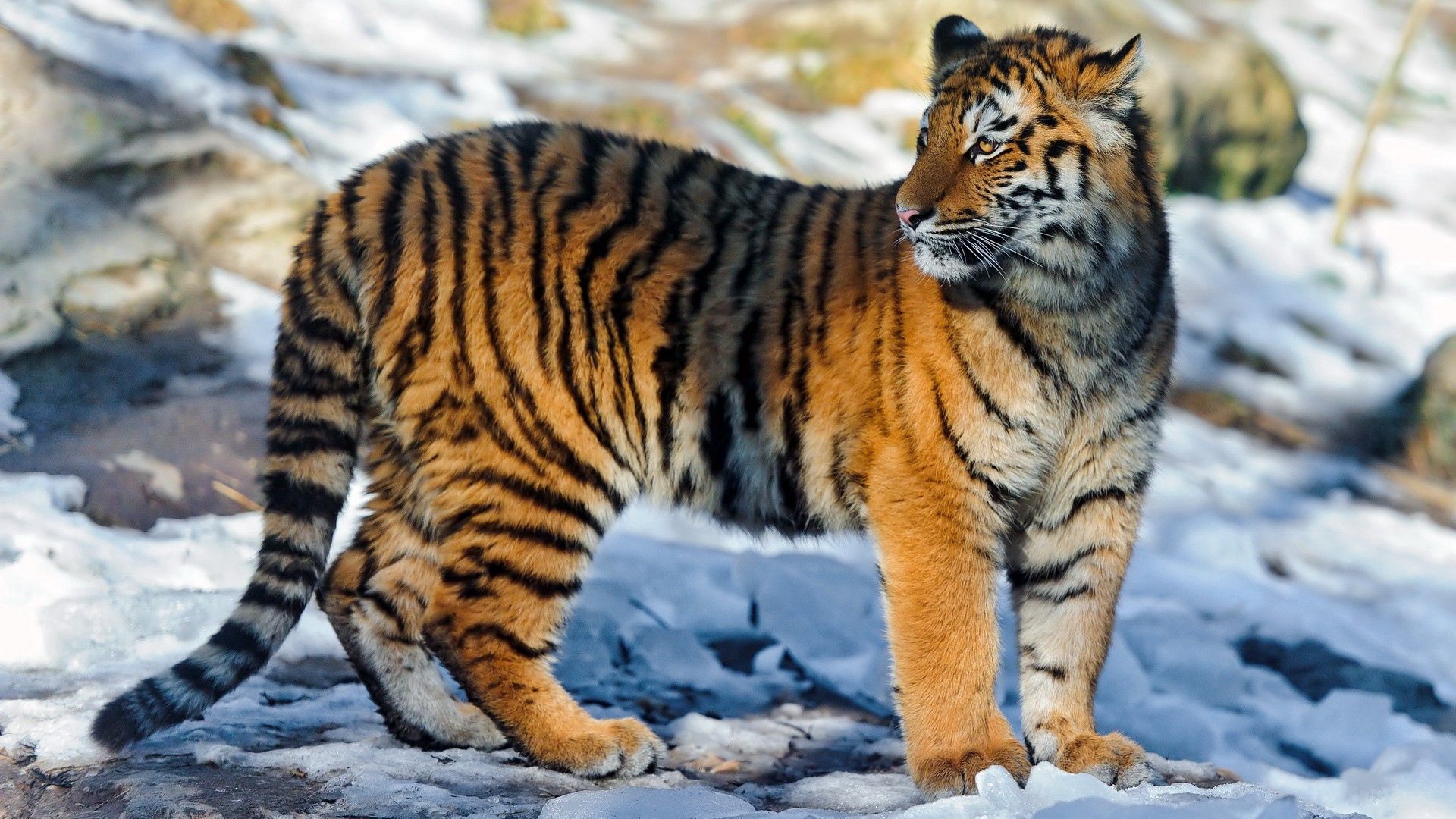 無料モバイル壁紙動物, 雪, ビッグキャット, 散歩, 大きな猫, 虎をダウンロードします。