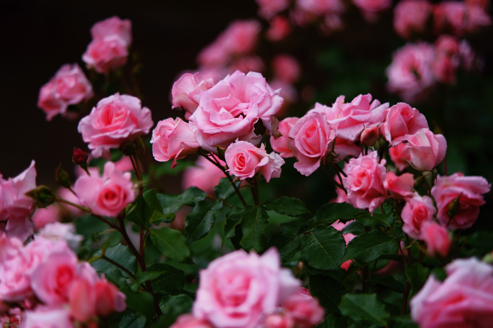 Baixar papel de parede para celular de Natureza, Flores, Rosa, Flor, Flor Rosa, Terra/natureza, Arbusto De Rosas gratuito.