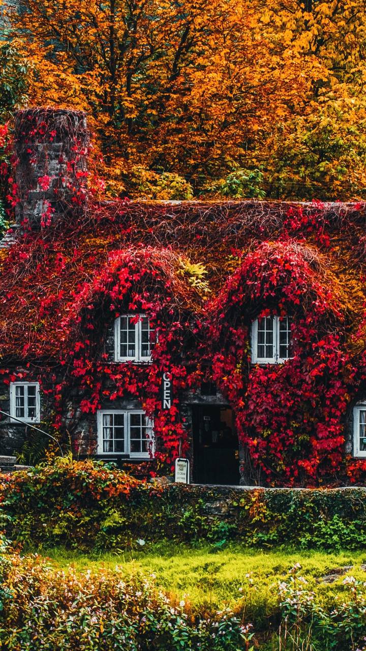 Download mobile wallpaper House, Ivy, Man Made for free.