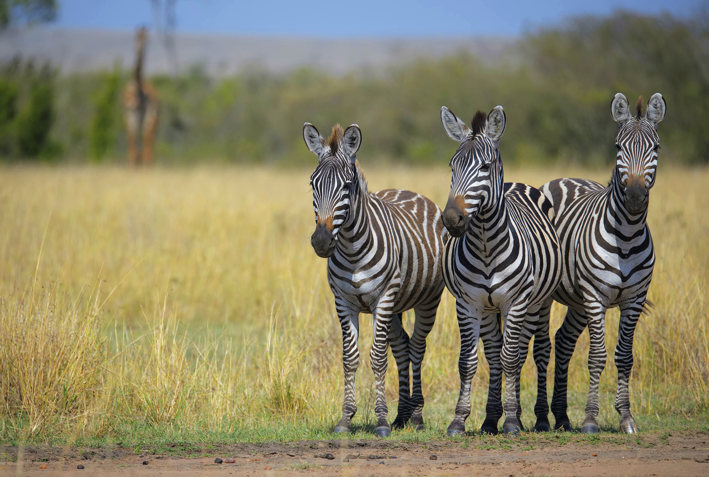 Handy-Wallpaper Tiere, Zebra kostenlos herunterladen.