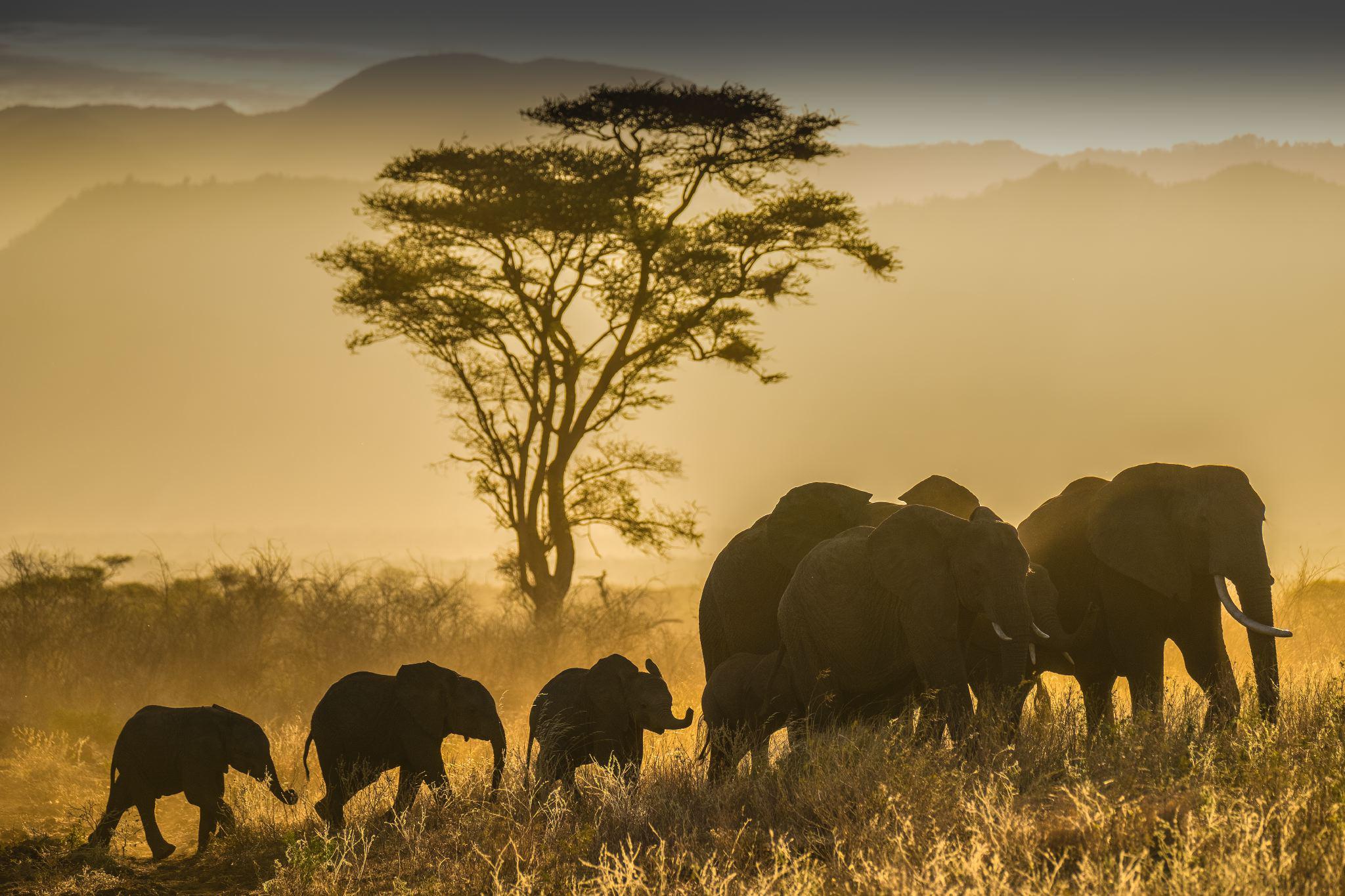 Handy-Wallpaper Tiere, Elefanten, Afrikanischer Elefant kostenlos herunterladen.