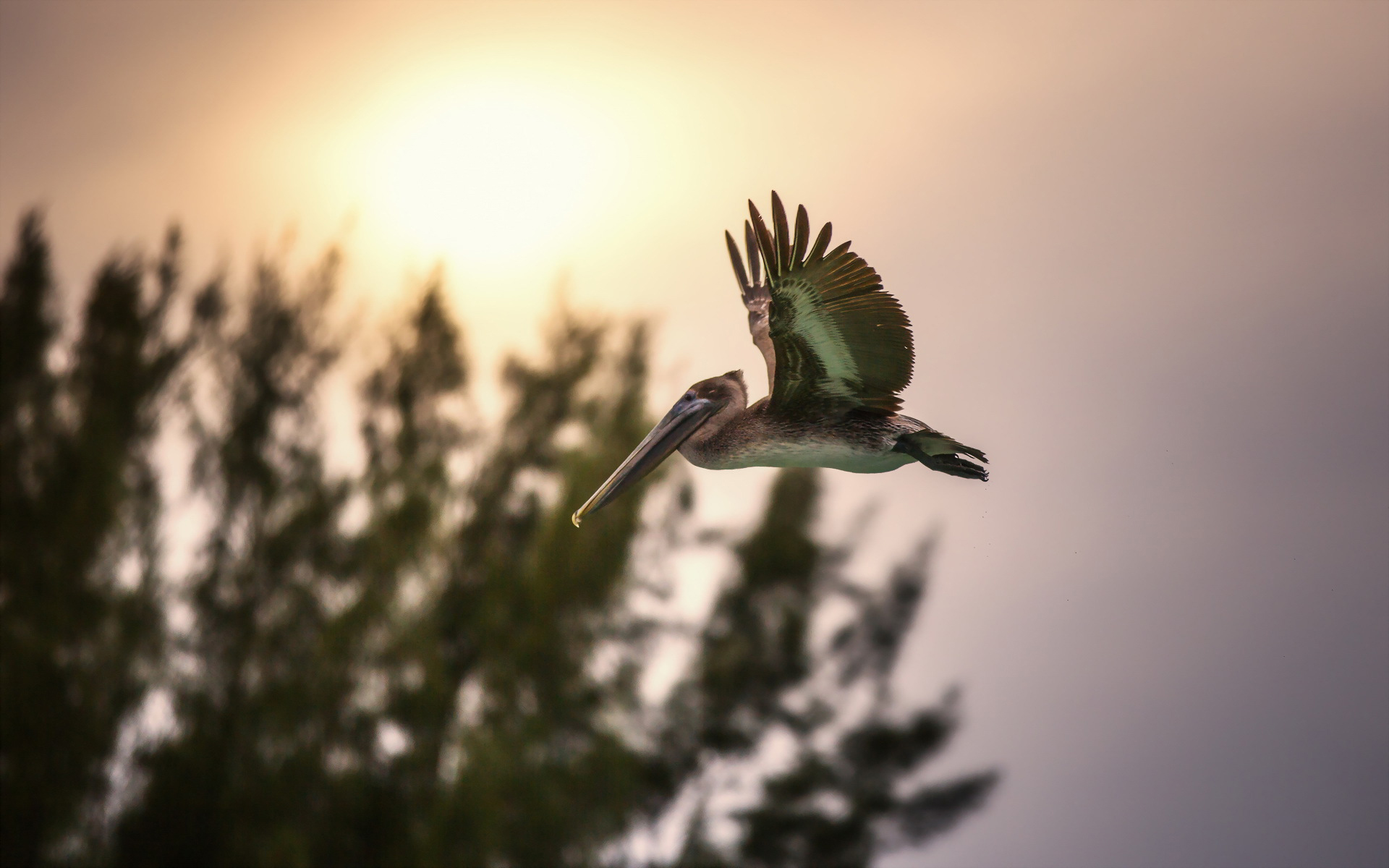 Baixar papel de parede para celular de Pássaro, Aves, Animais gratuito.