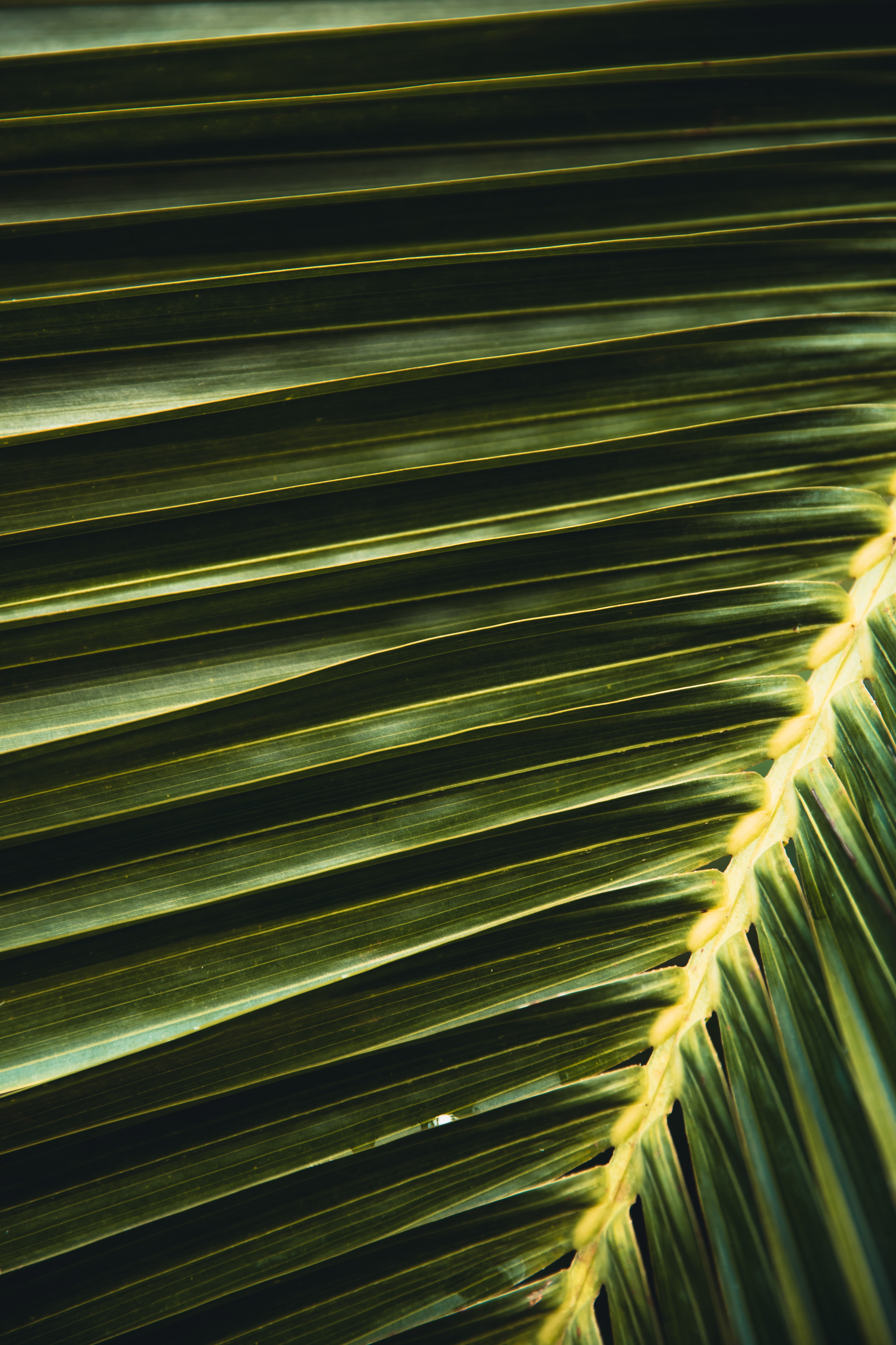 Download mobile wallpaper Branch, Macro, Palm, Leaflet for free.